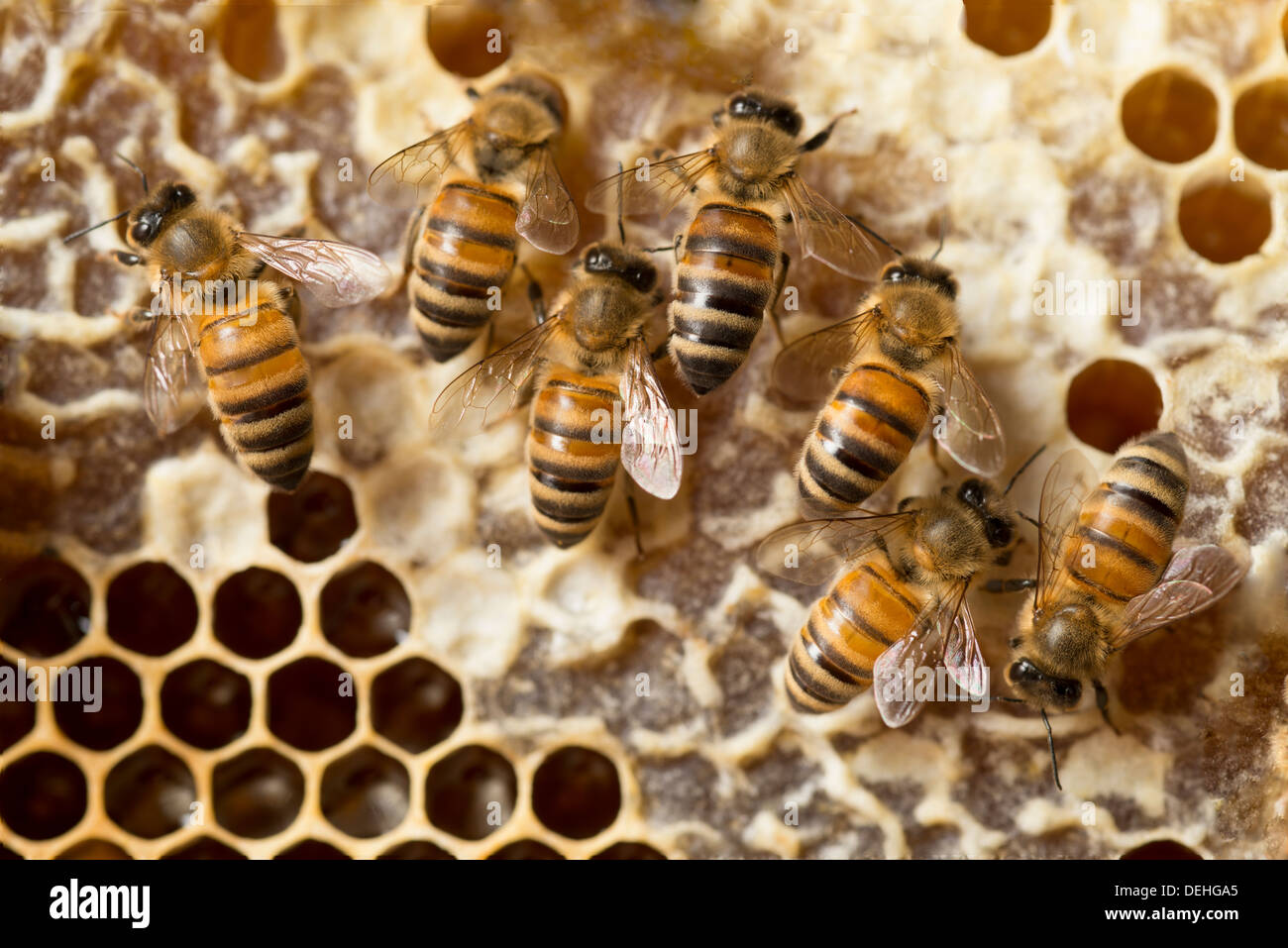 Insect comb hi res stock photography and images Alamy Insect comb hi res stock photography and images Alamy