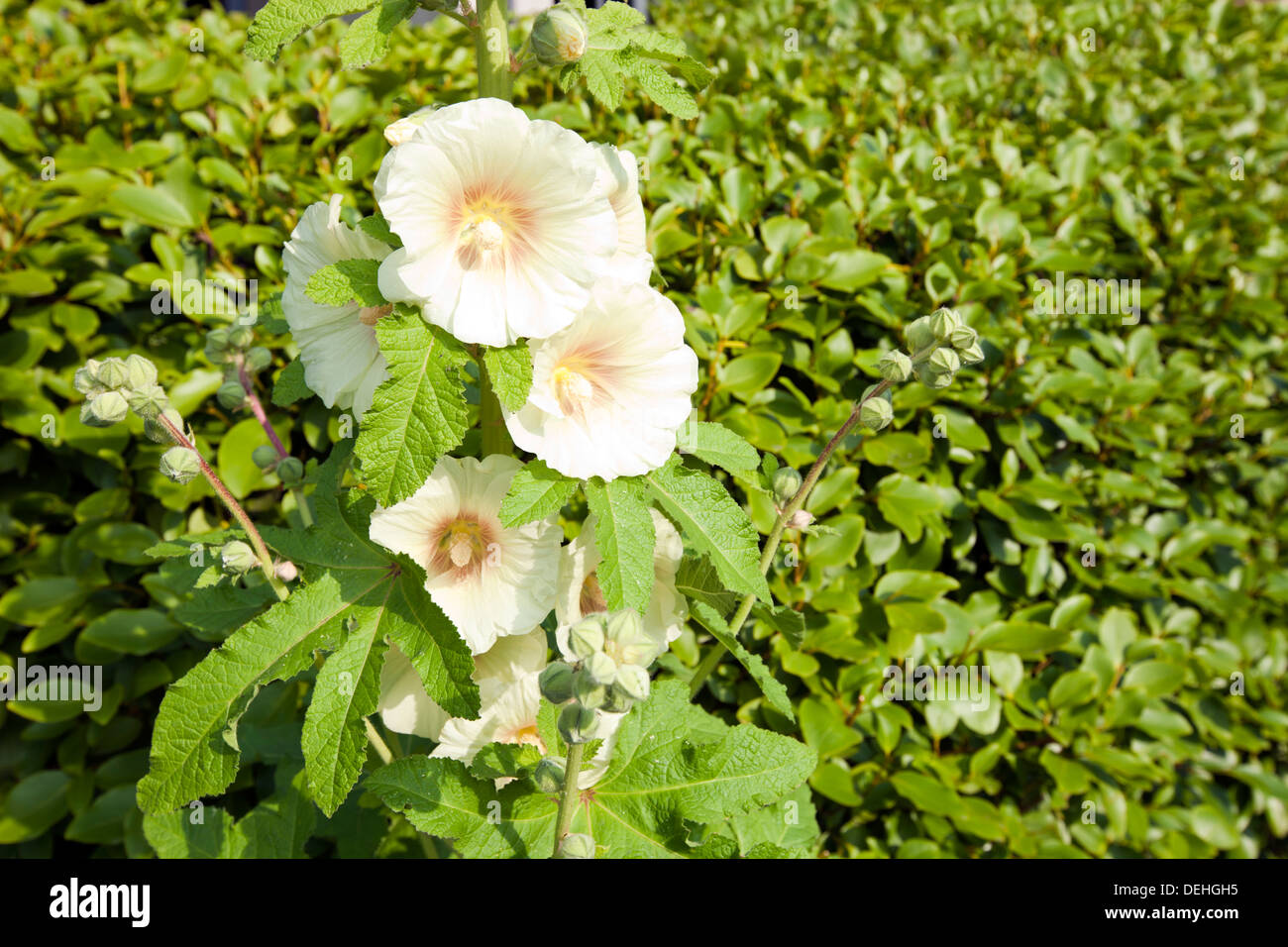 Close up of flowers hi-res stock photography and images - Alamy