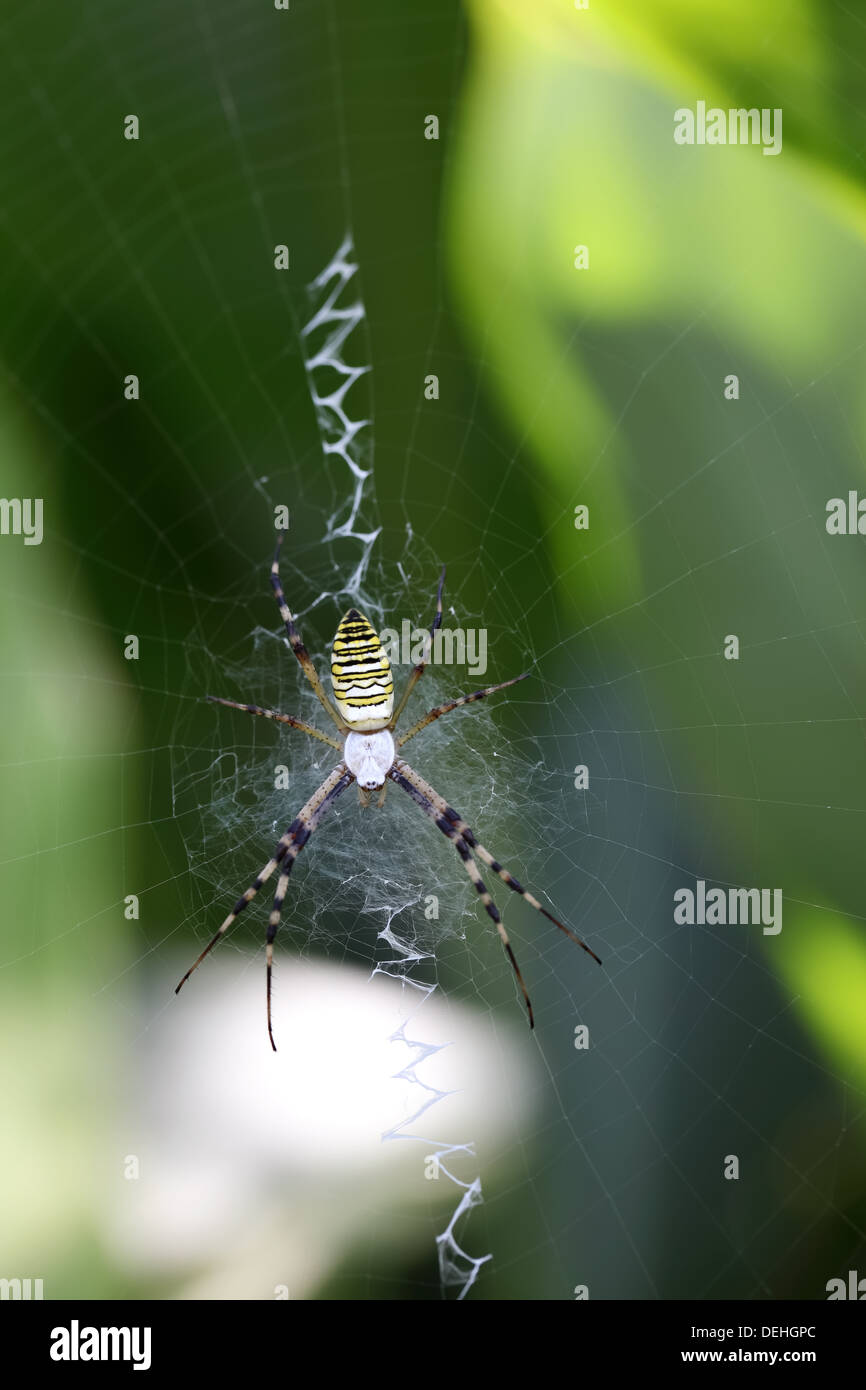 wasp spider - Argiope bruennichi on his web Stock Photo