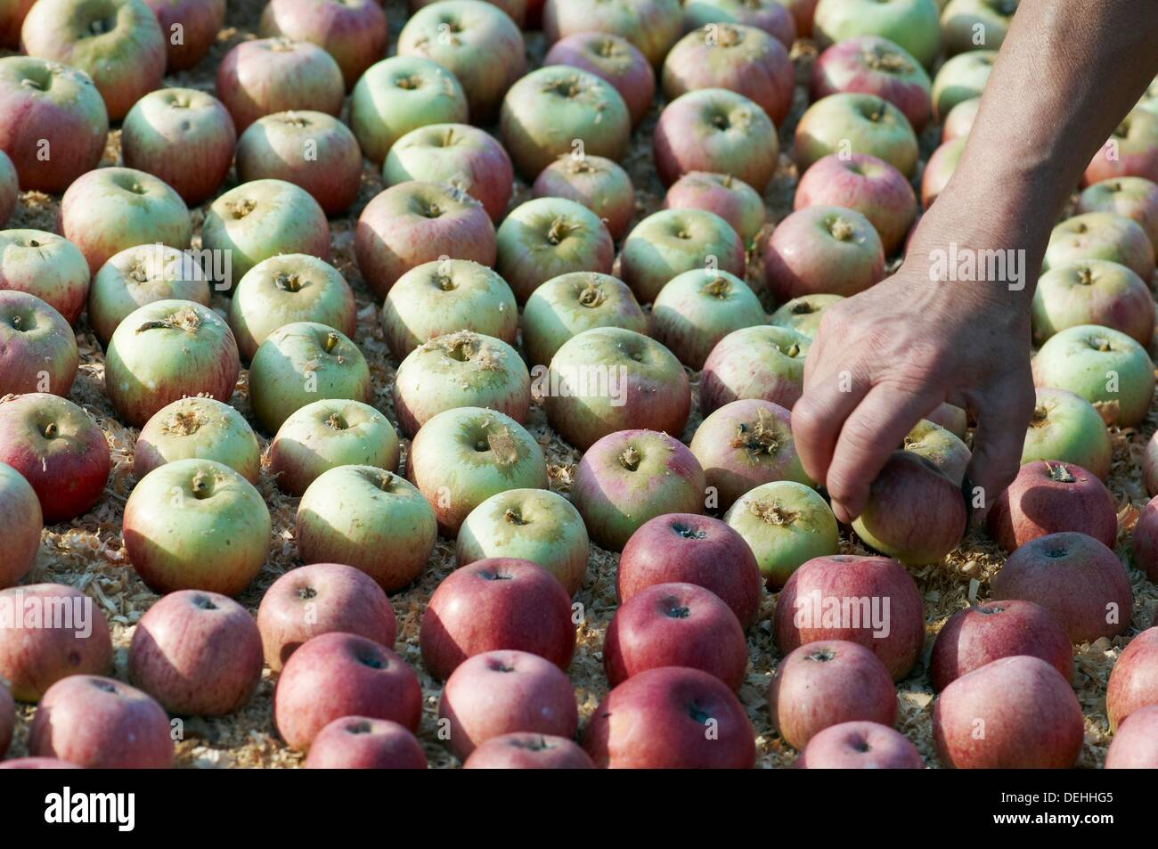 Annurca apples hires stock photography and images Alamy