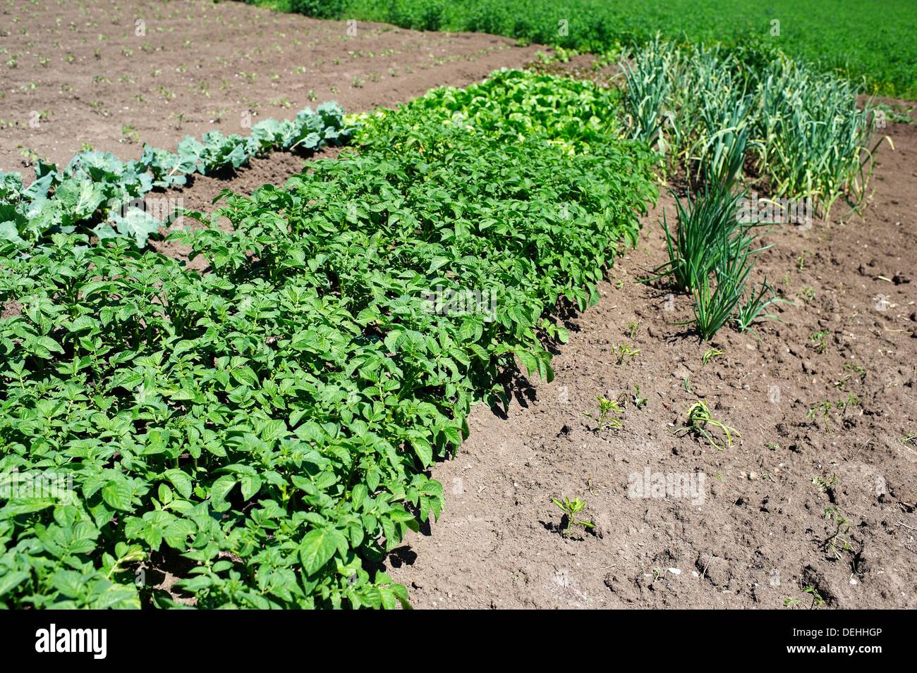 Vegetable garden with potatoes, onions and lettuce plants Stock Photo