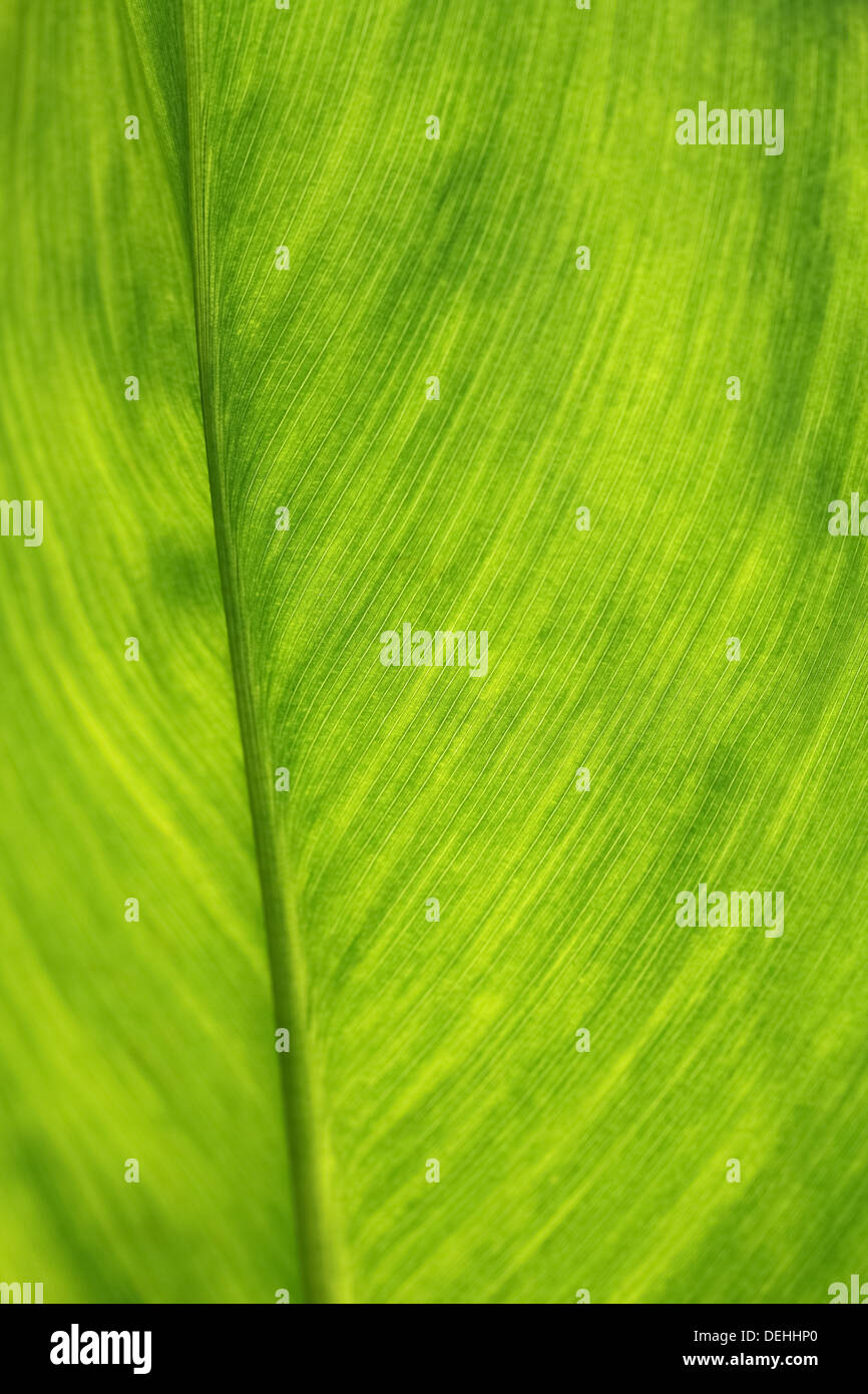 fresh green leaf as background Stock Photo - Alamy