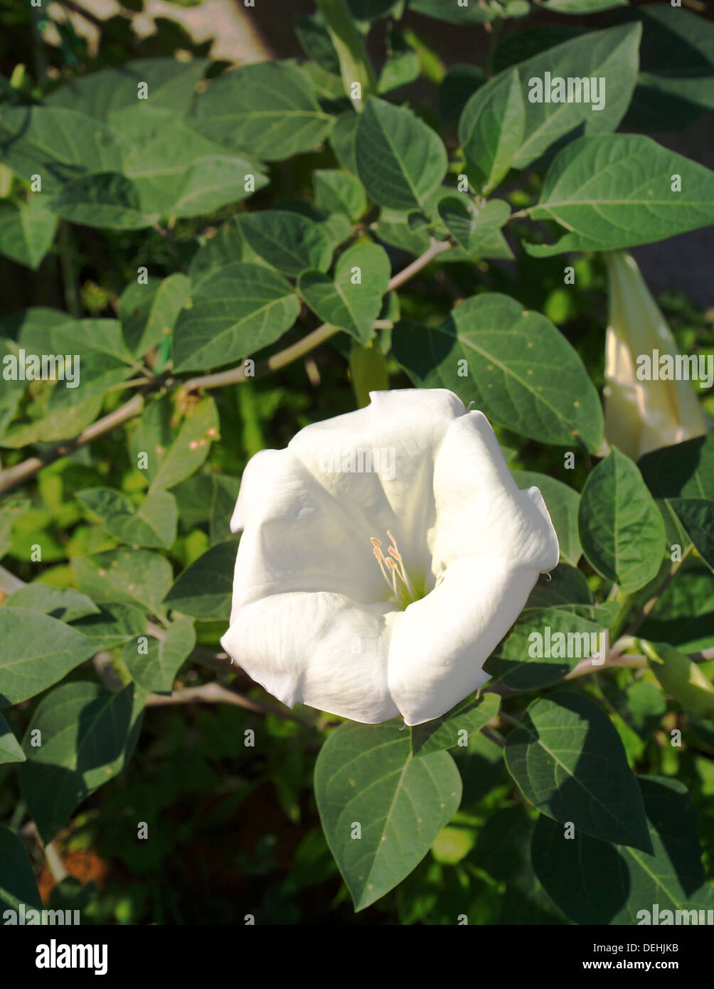 Angel Trumpet - Brugmansia - nice white flower for the ned of summer Stock Photo