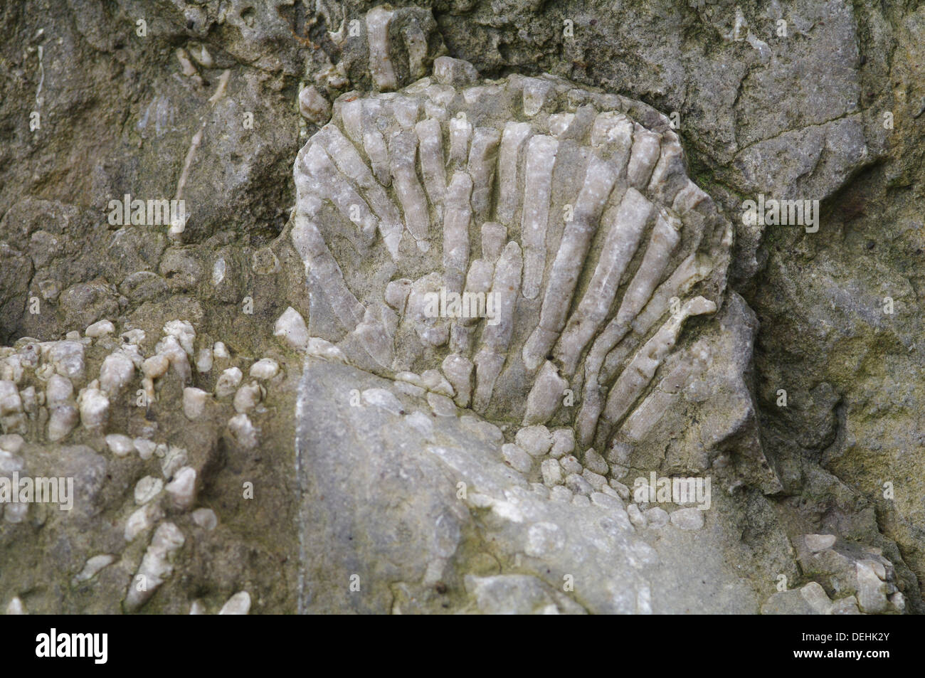 Fossilised corals in carboniferous limestone Stock Photo