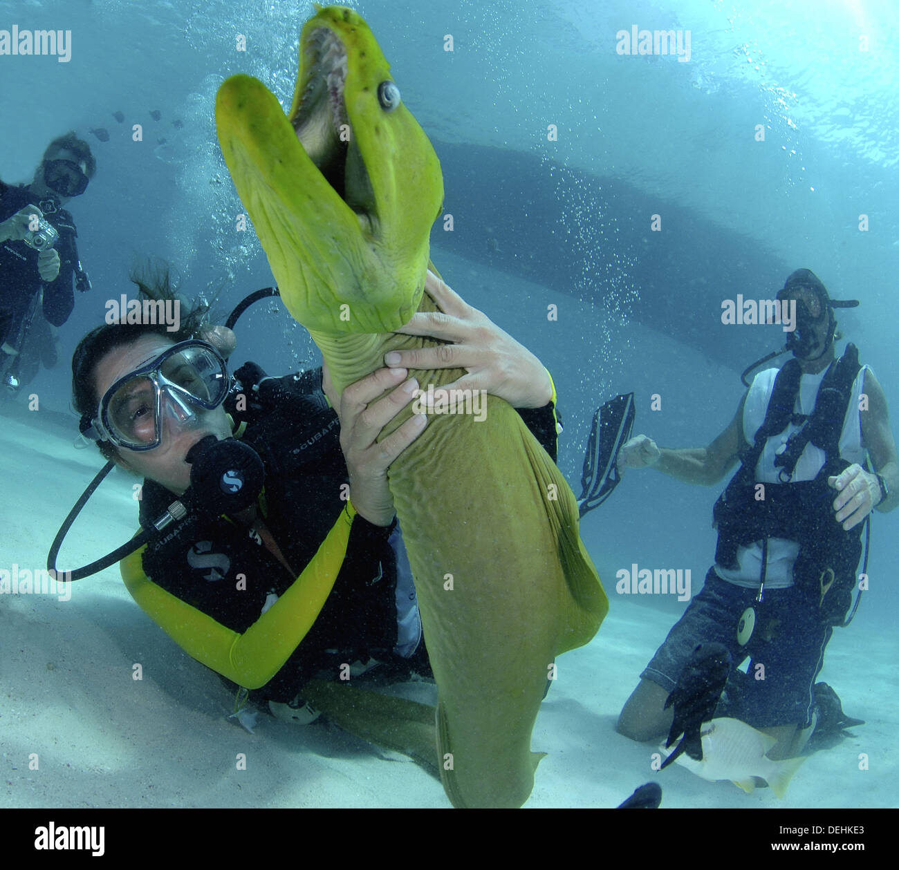 Moray Eel With Female Diver Stock Photos & Moray Eel With Female Diver