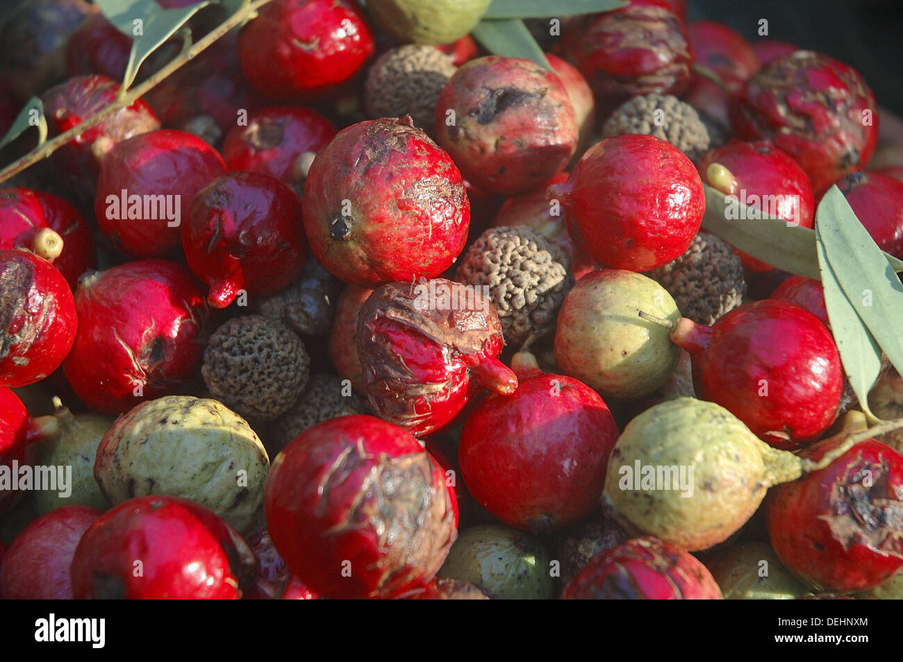 Quandong Fruit High Resolution Stock Photography and Images - Alamy