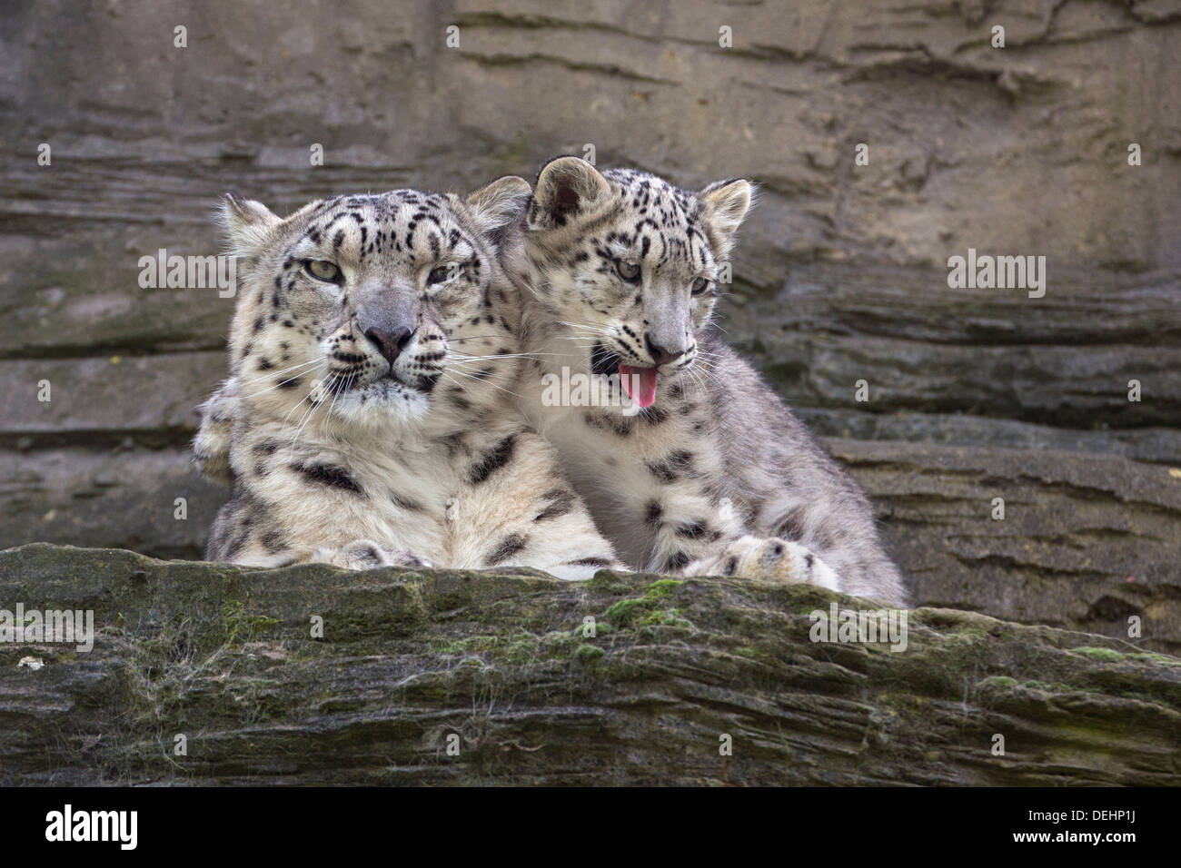 Snow Leopard with her 5 months old cub Stock Photo