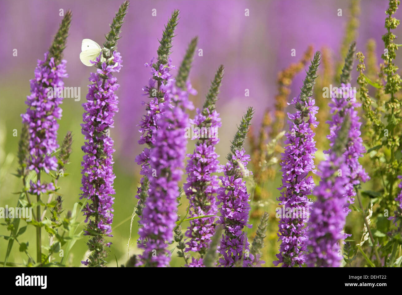 Purple Loosestrife (Lythrum salicaria) Germany Stock Photo - Alamy