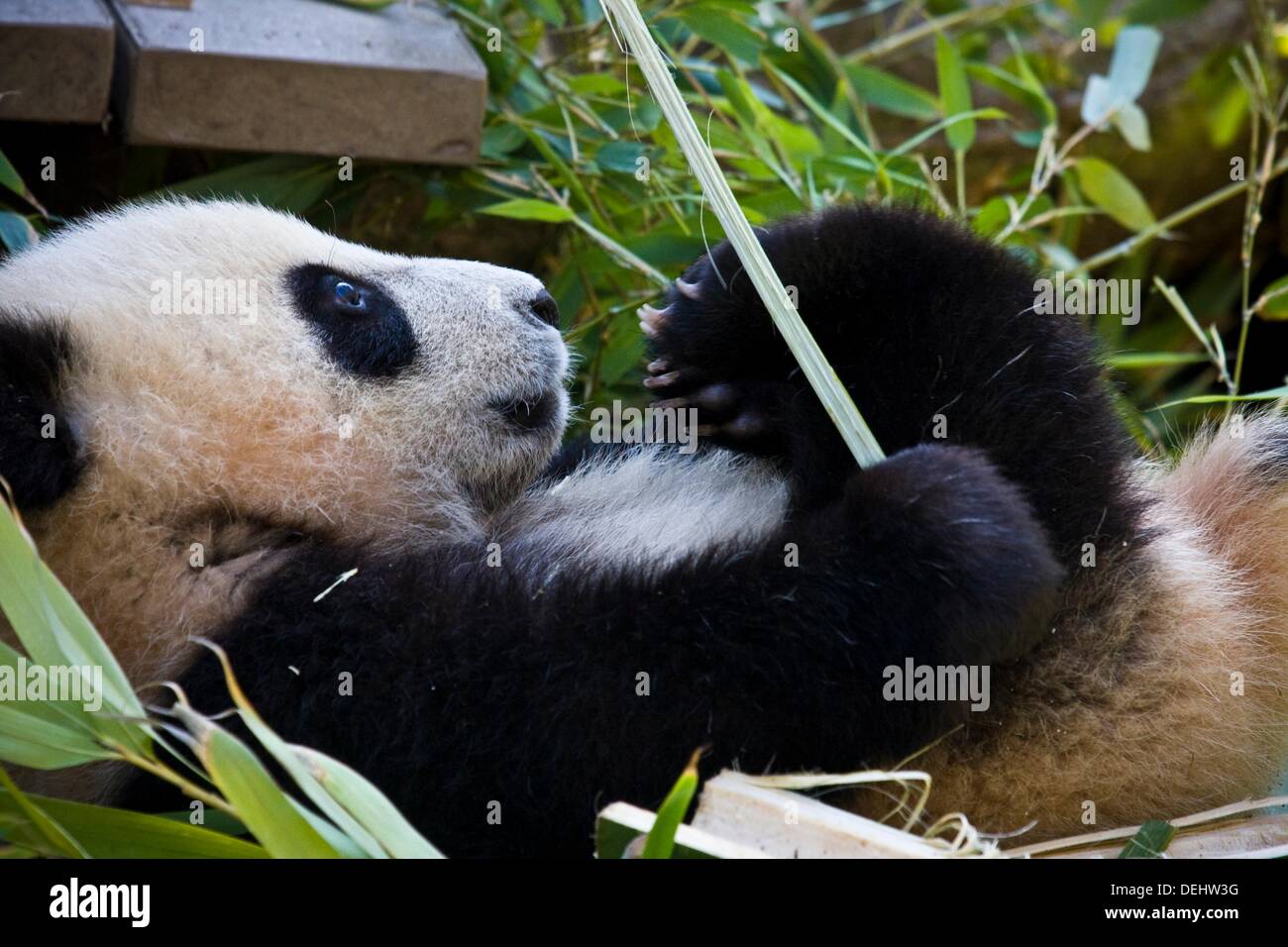 Newborn Panda Bears