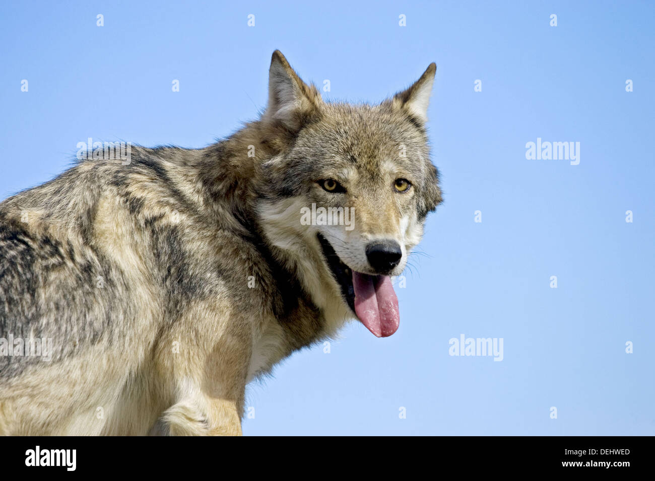 Male Wolf stands atop a rocky ledge for vantage Stock Photo - Alamy