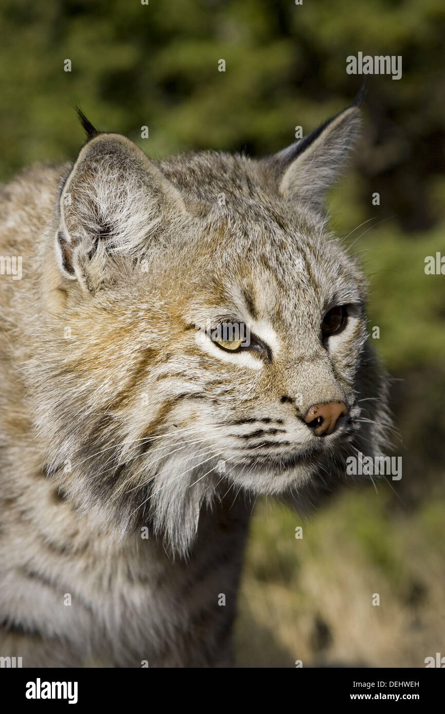 Female Bobcat in the woods Stock Photo Alamy