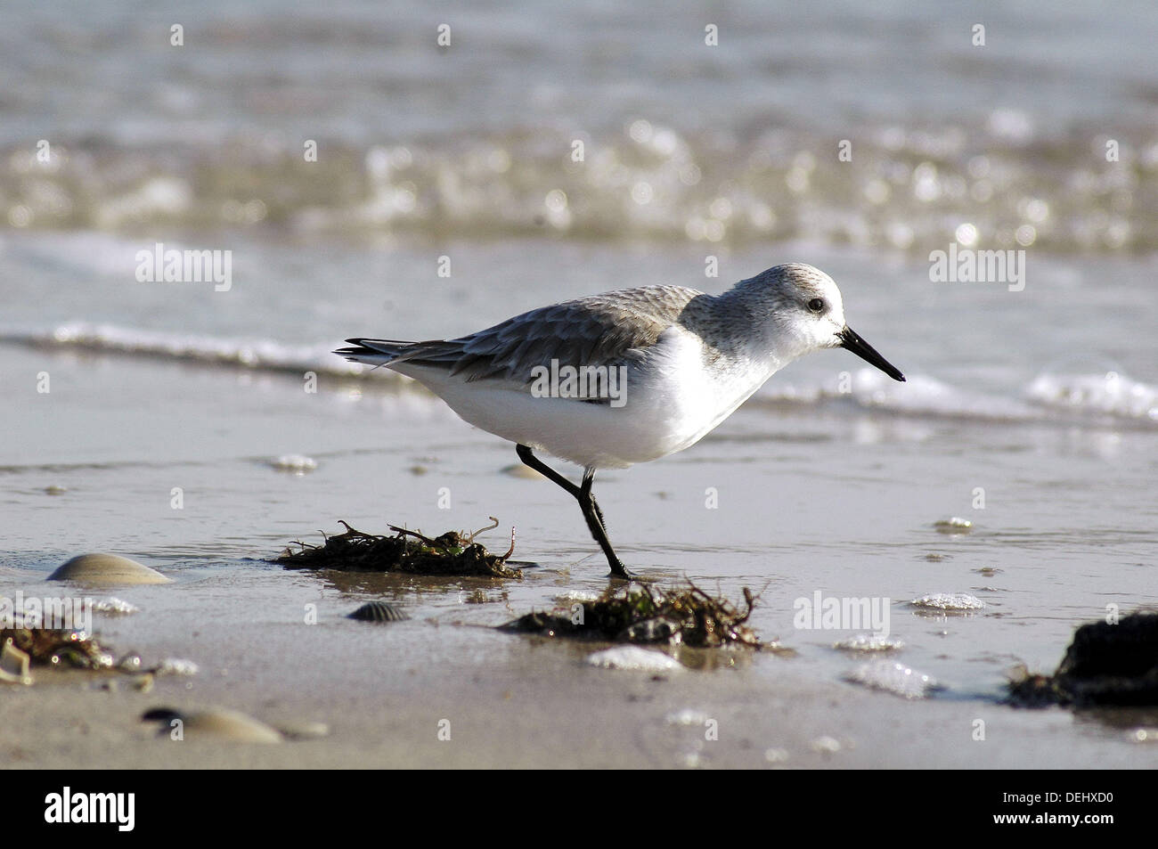 A sandpiper runs on the beach, Long Beach Island, New Jersey, USA Stock