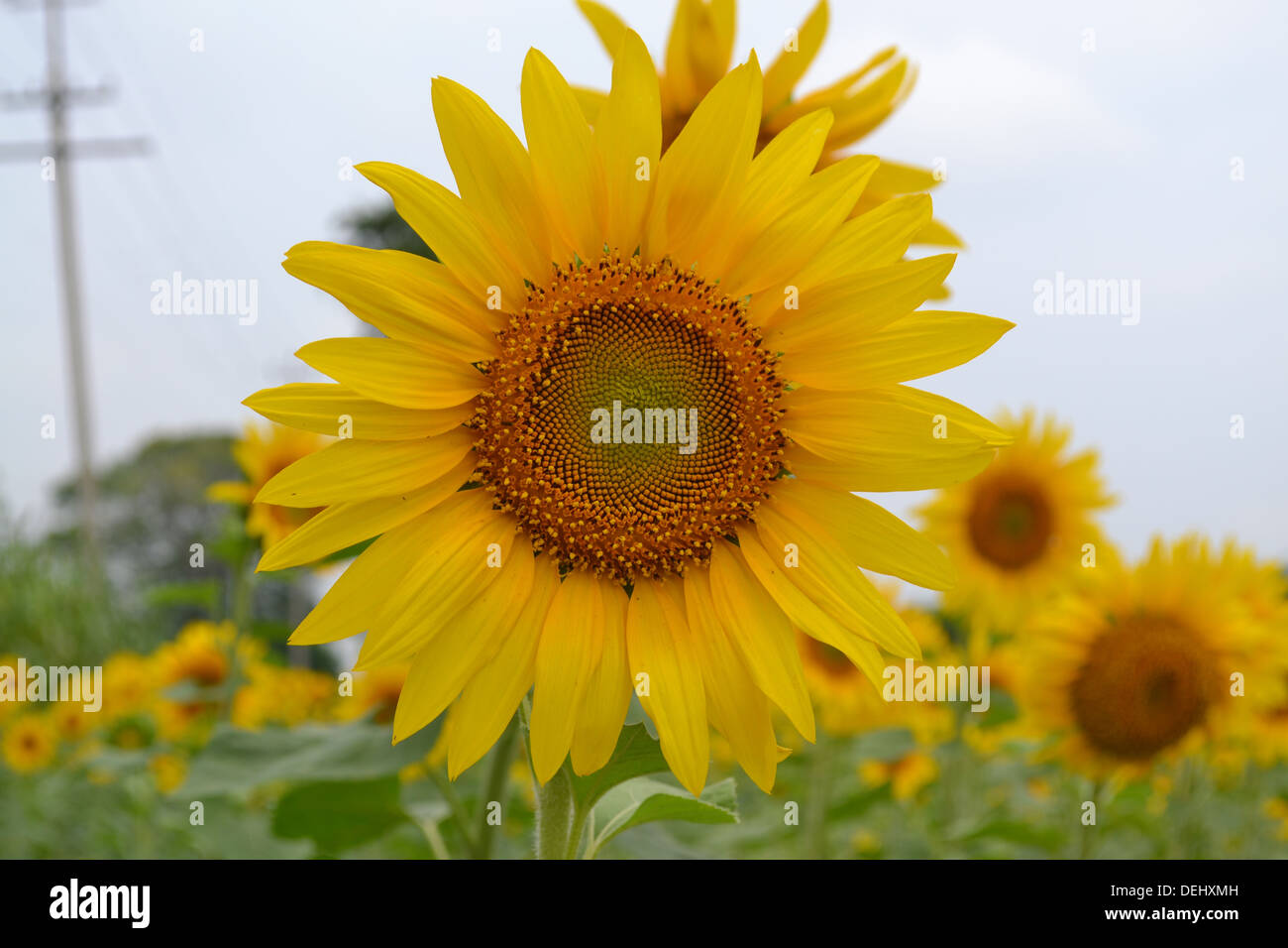 Sunflower wallpaper hi-res stock photography and images - Alamy