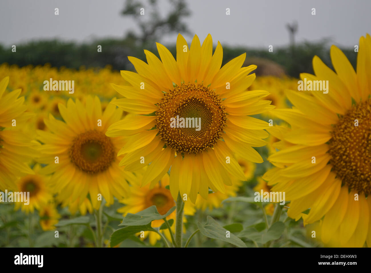 beautiful sunflowers. They are fresh, sunflower plants and flowers