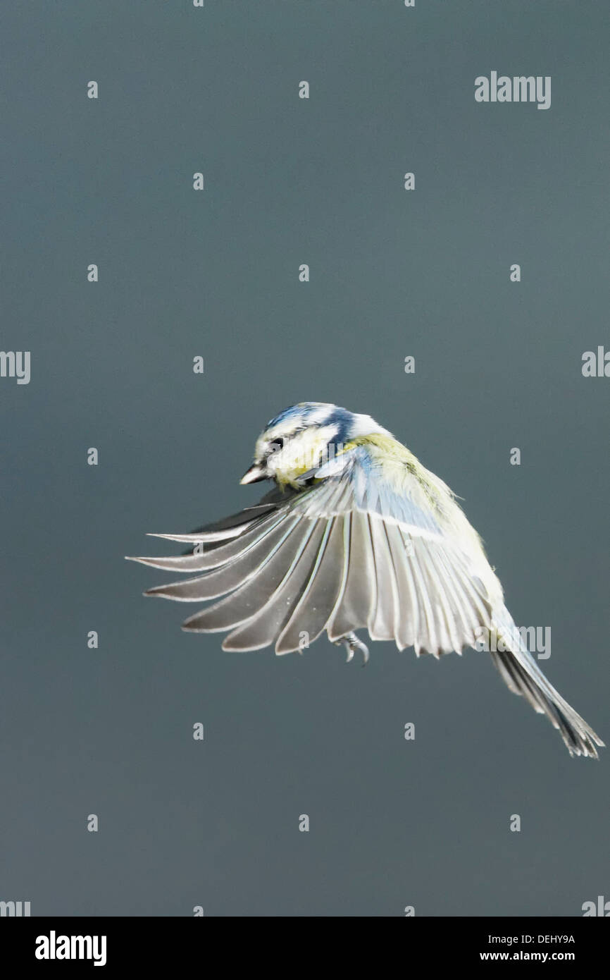 Garden Birds In Wales Blue Tit Flying Against A Dark Rain Filled Sky Stock Photo Alamy Garden Birds In Wales Blue Tit Flying Against A Dark Rain Filled Sky Stock Photo Alamy