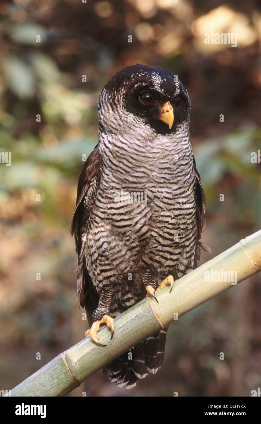 Black and white Owl (Ciccaba nigrolineata). Soberania National Park. Panama Stock Photo
