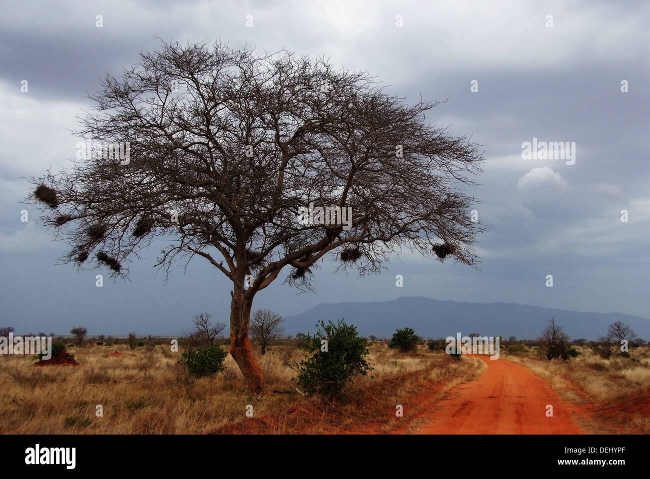 Savanna tree hi-res stock photography and images - Alamy