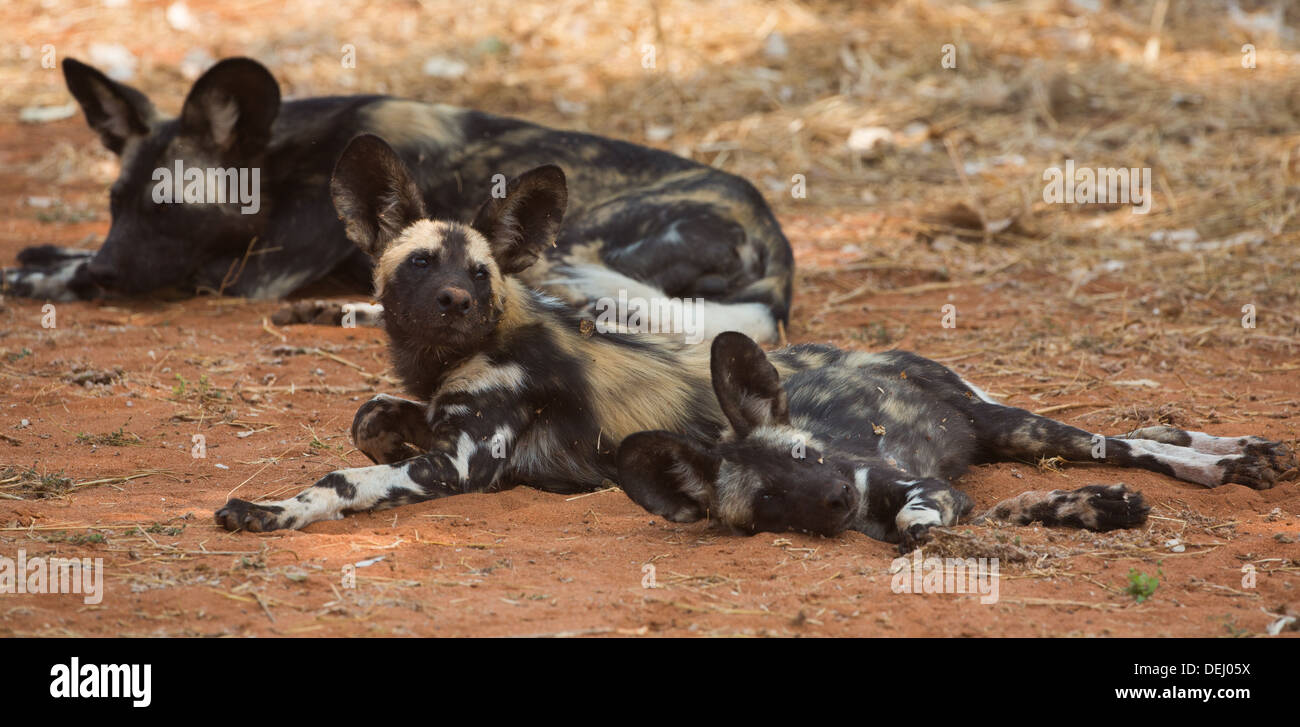 Wild dogs Stock Photo