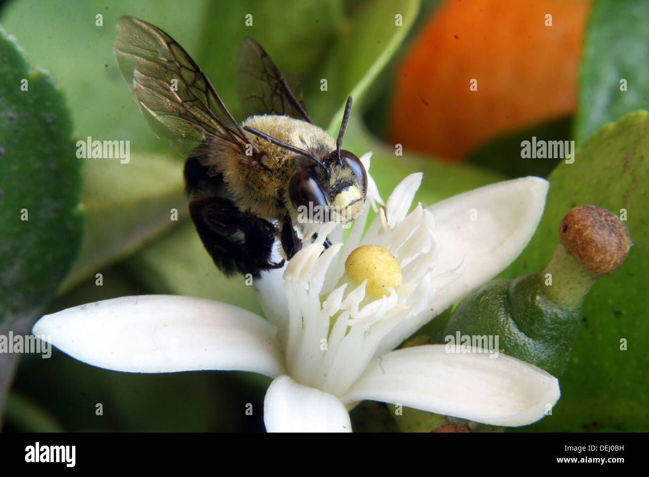 A honey bee pollinating a blossom on an orange tree in an orchard in