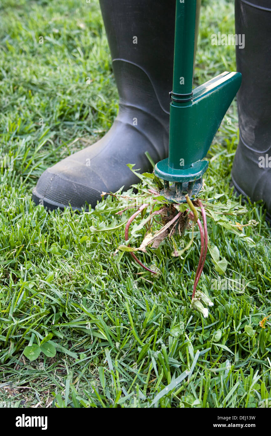 Man wearing rubber boots and using a tool to pull weeds from lawn Stock