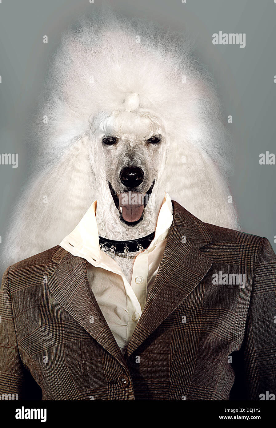 Poodle Businesswoman laughing the camera Stock Photo