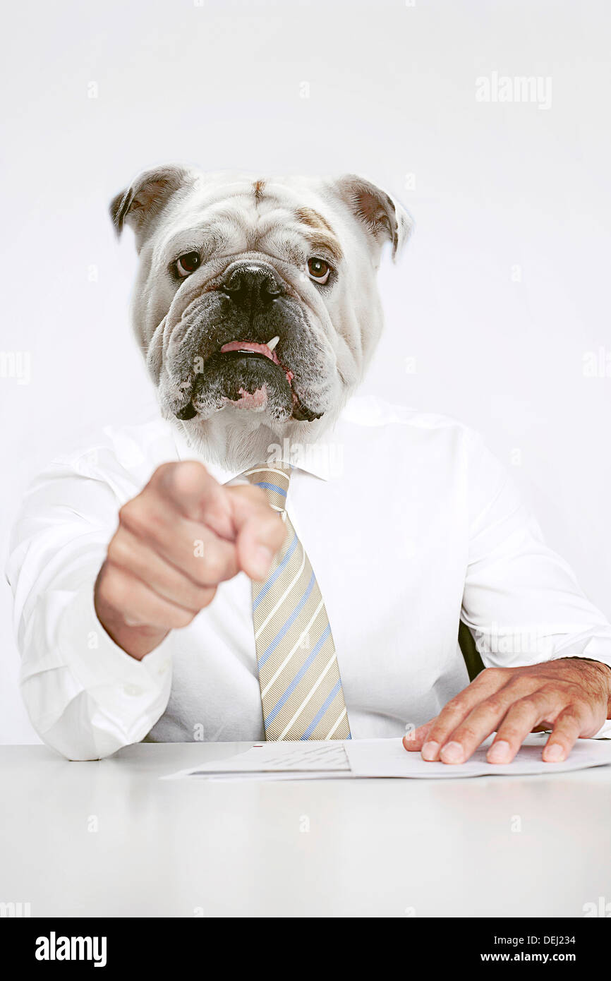British Bulldog Businessman pointing the camera Stock Photo