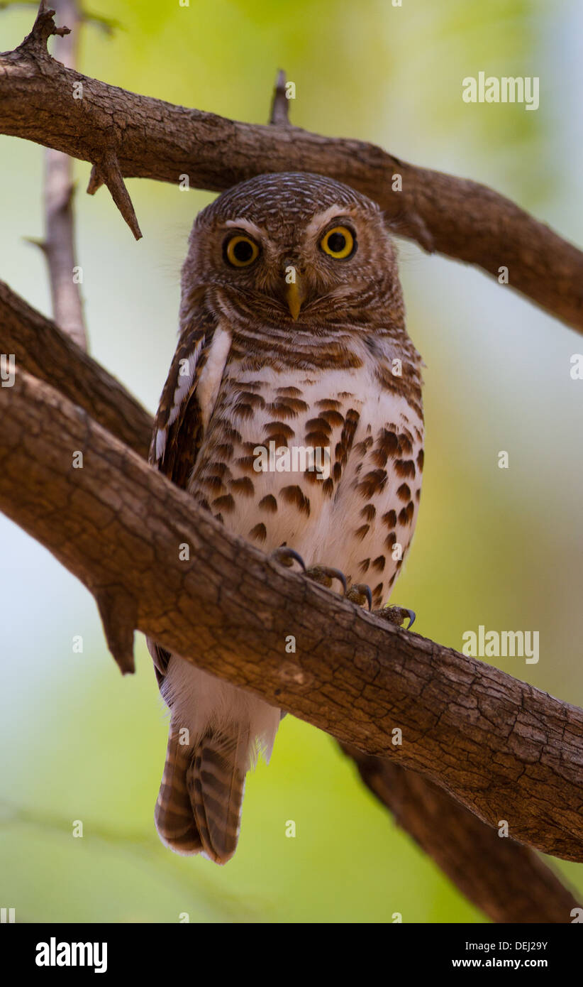 African barred owlet Stock Photo