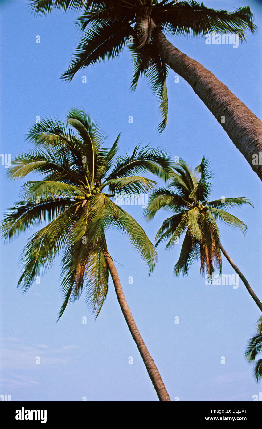 Coconut palms. Playa Linda, Ixtapa, Guerrero state, Mexico Stock Photo