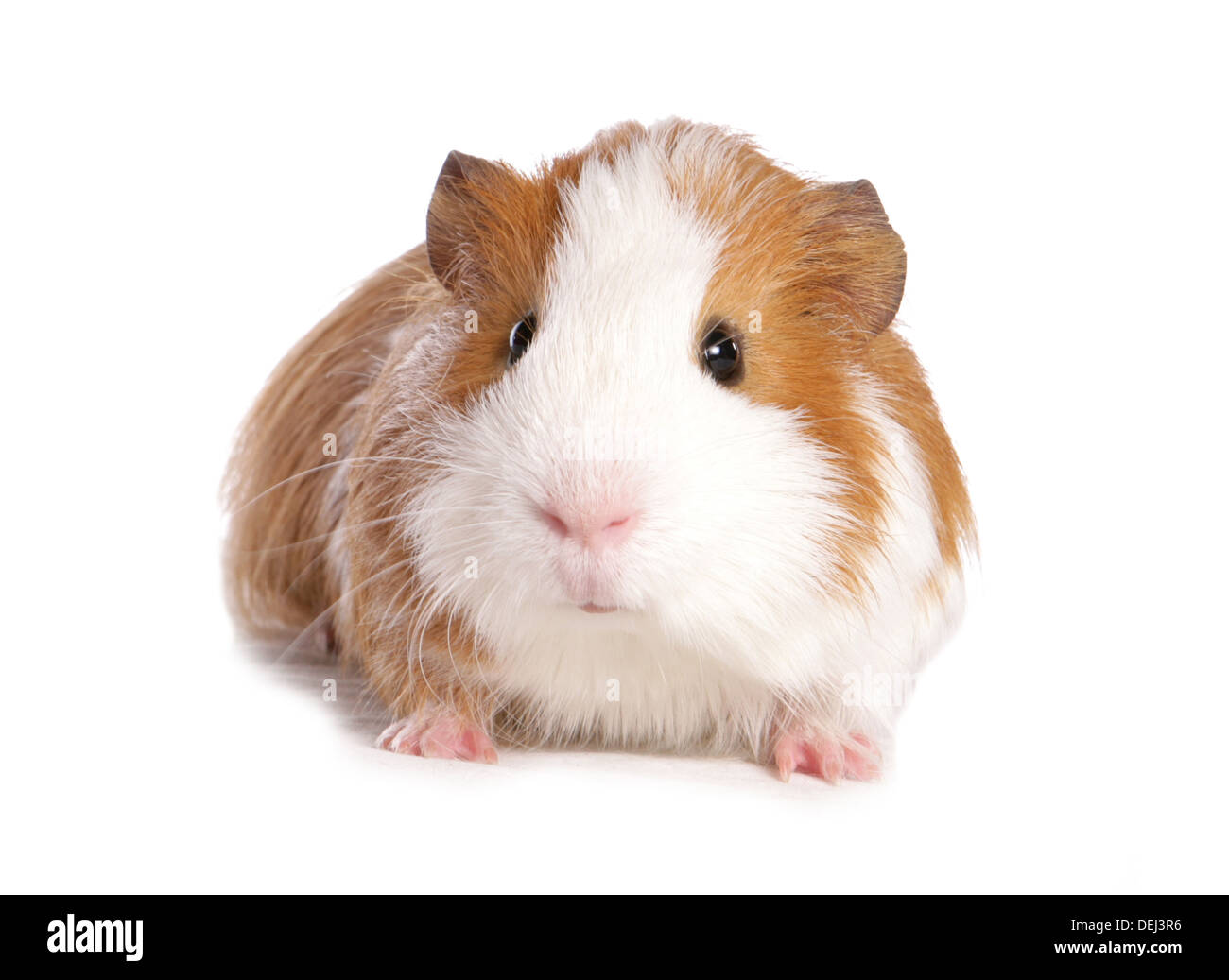 Ginger and white guinea pig in a studio 