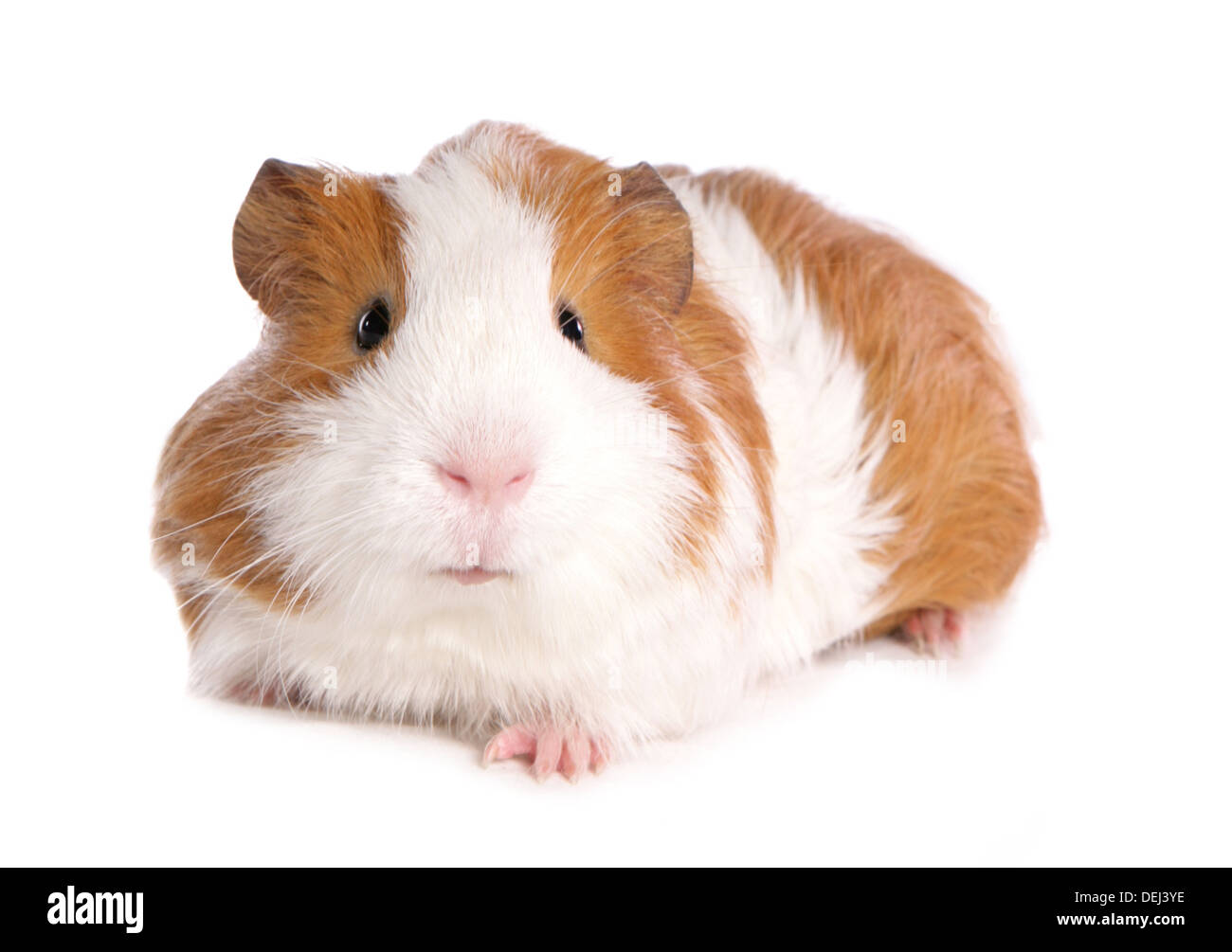 ginger and white guinea pig