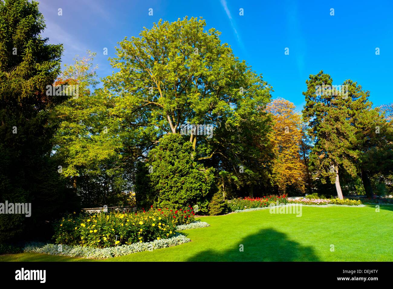 The Rose Garden Rosengarten, Bern, Canton Bern, Switzerland Stock Photo -  Alamy