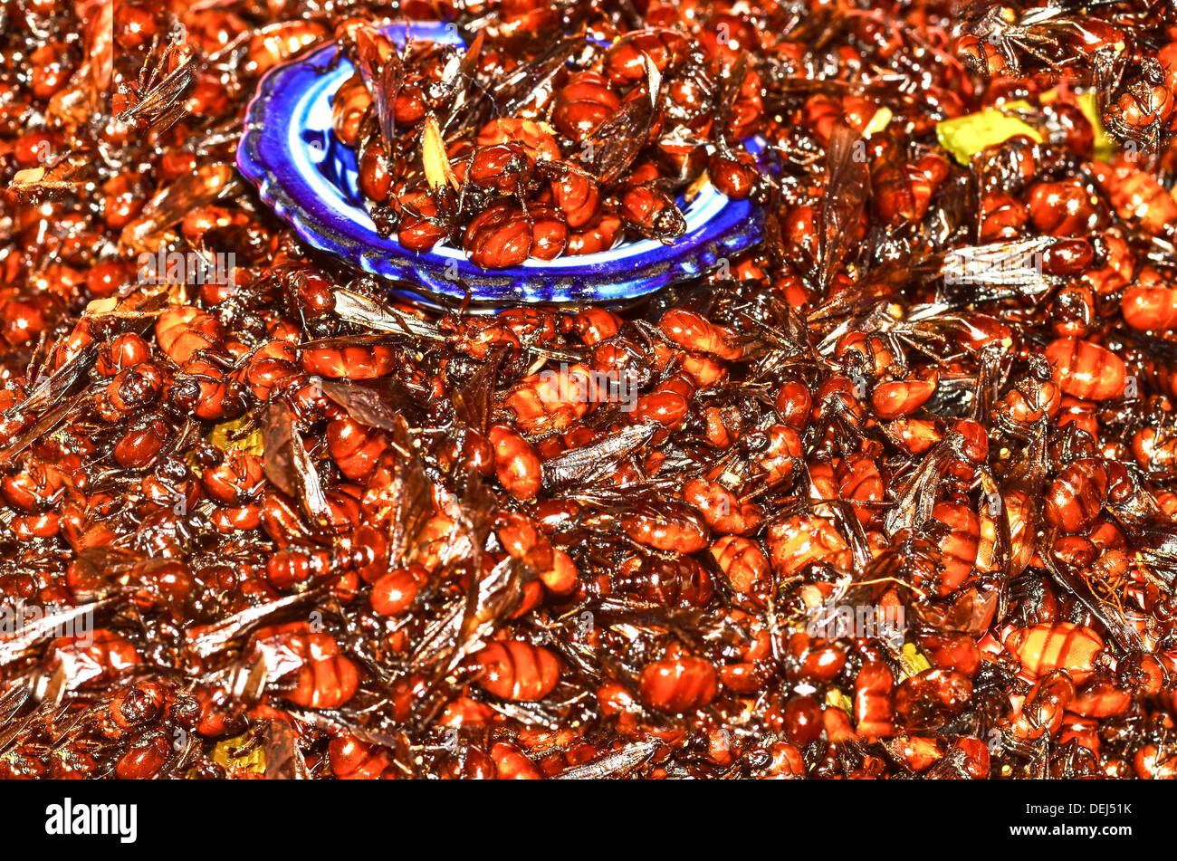 fired queen ant insect Stock Photo - Alamy