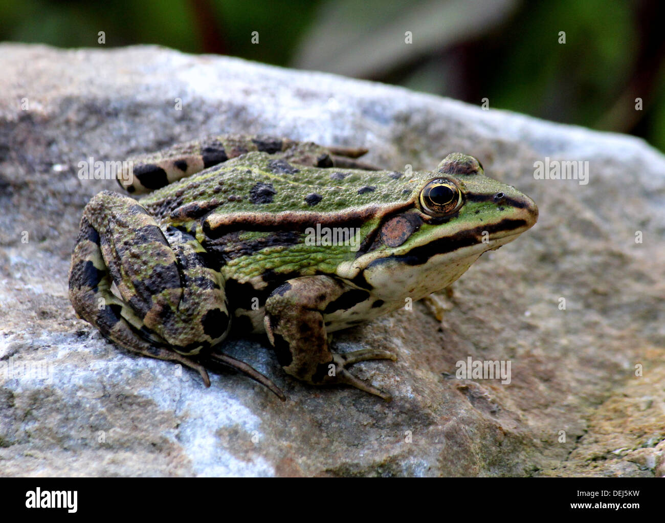 Close-up of a Eurasian Marsh Frog (Pelophylax ridibundus) posing on a rock Stock Photo