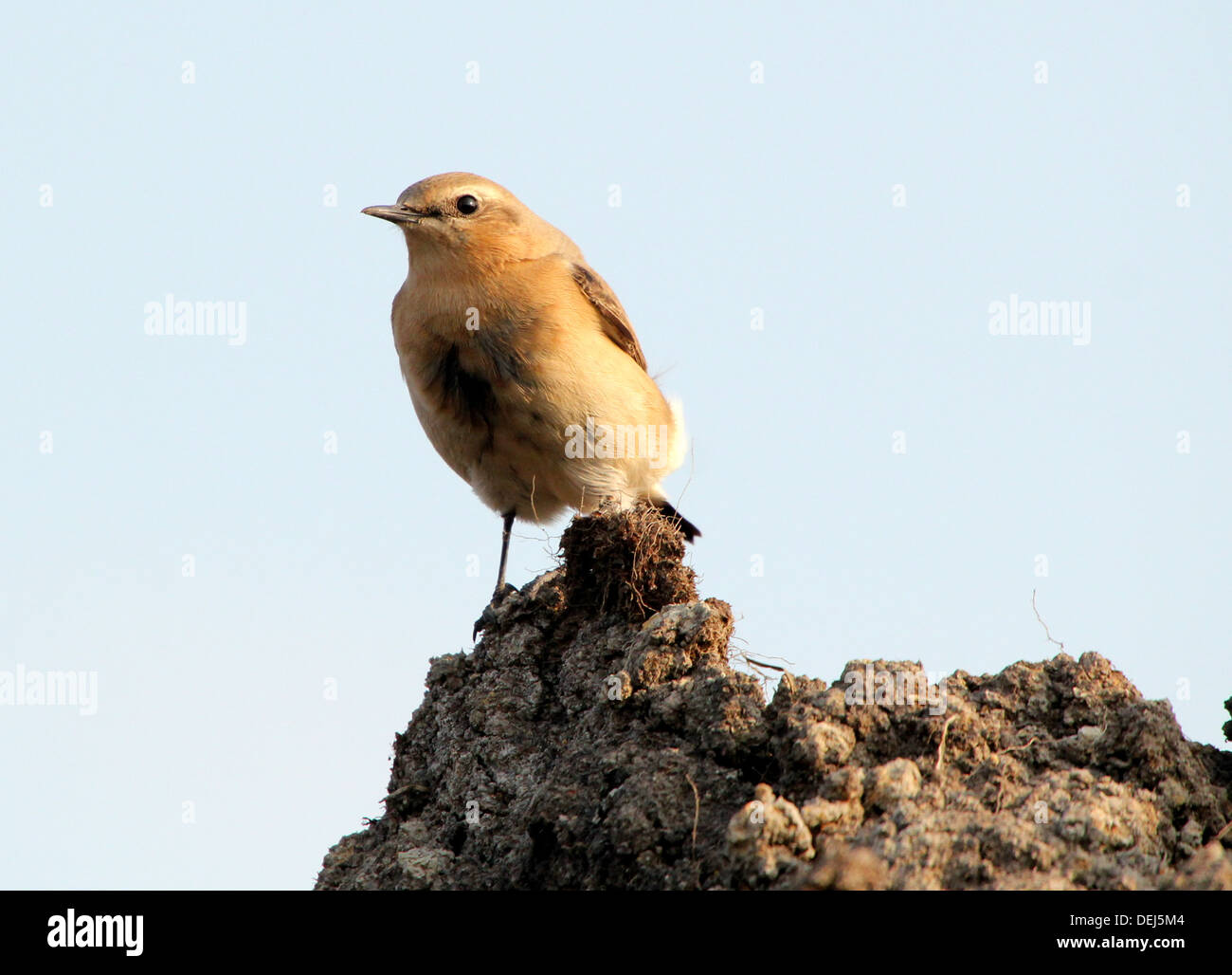 Female Northern Wheatear (Oenanthe Oenanthe) posing on a pile of dirt Stock Photo