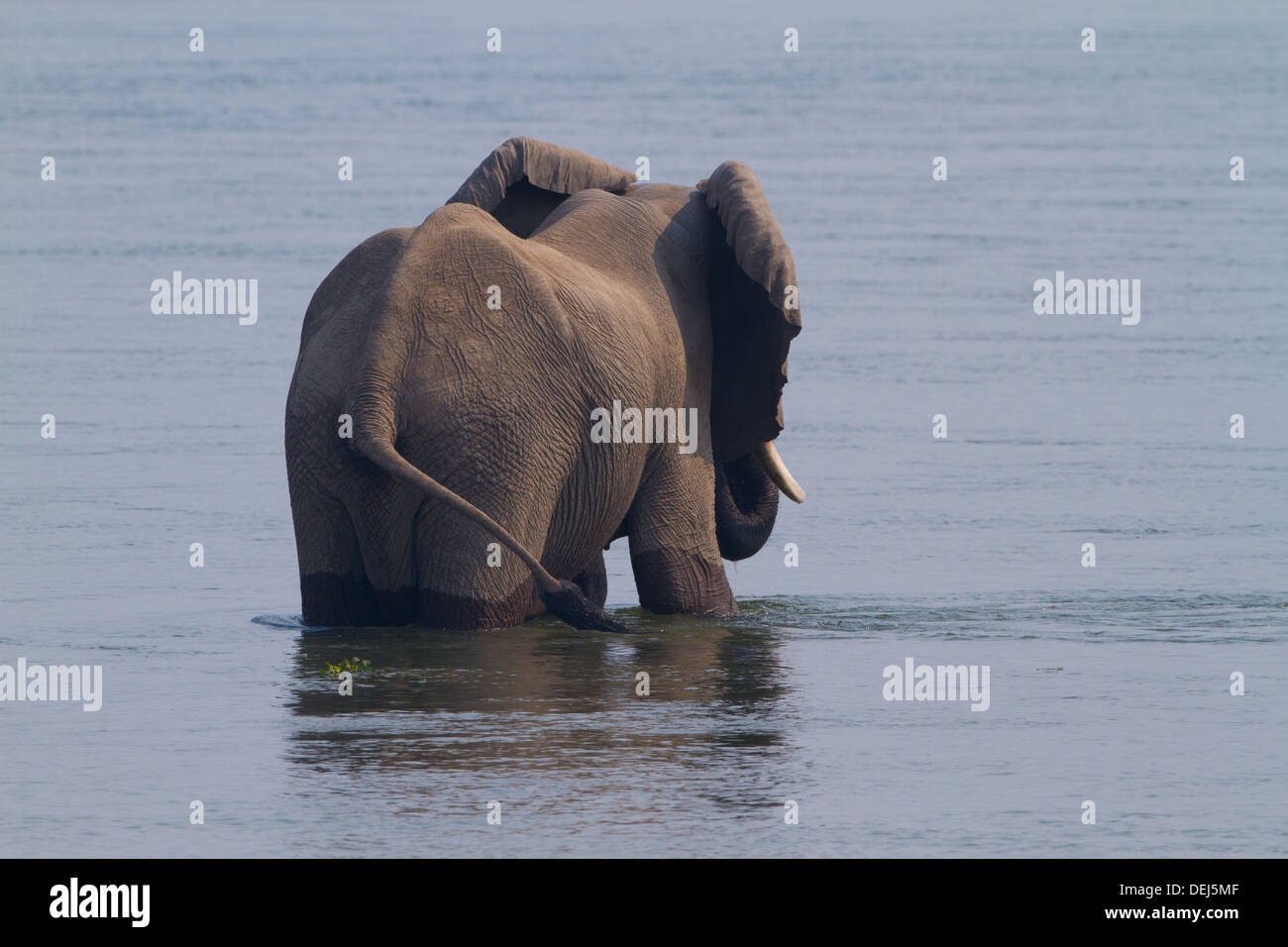 Elephant in the Zambezi river Stock Photo