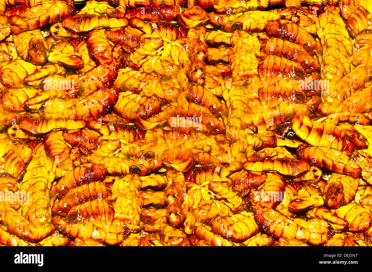 Fried silk worm Stock Photo