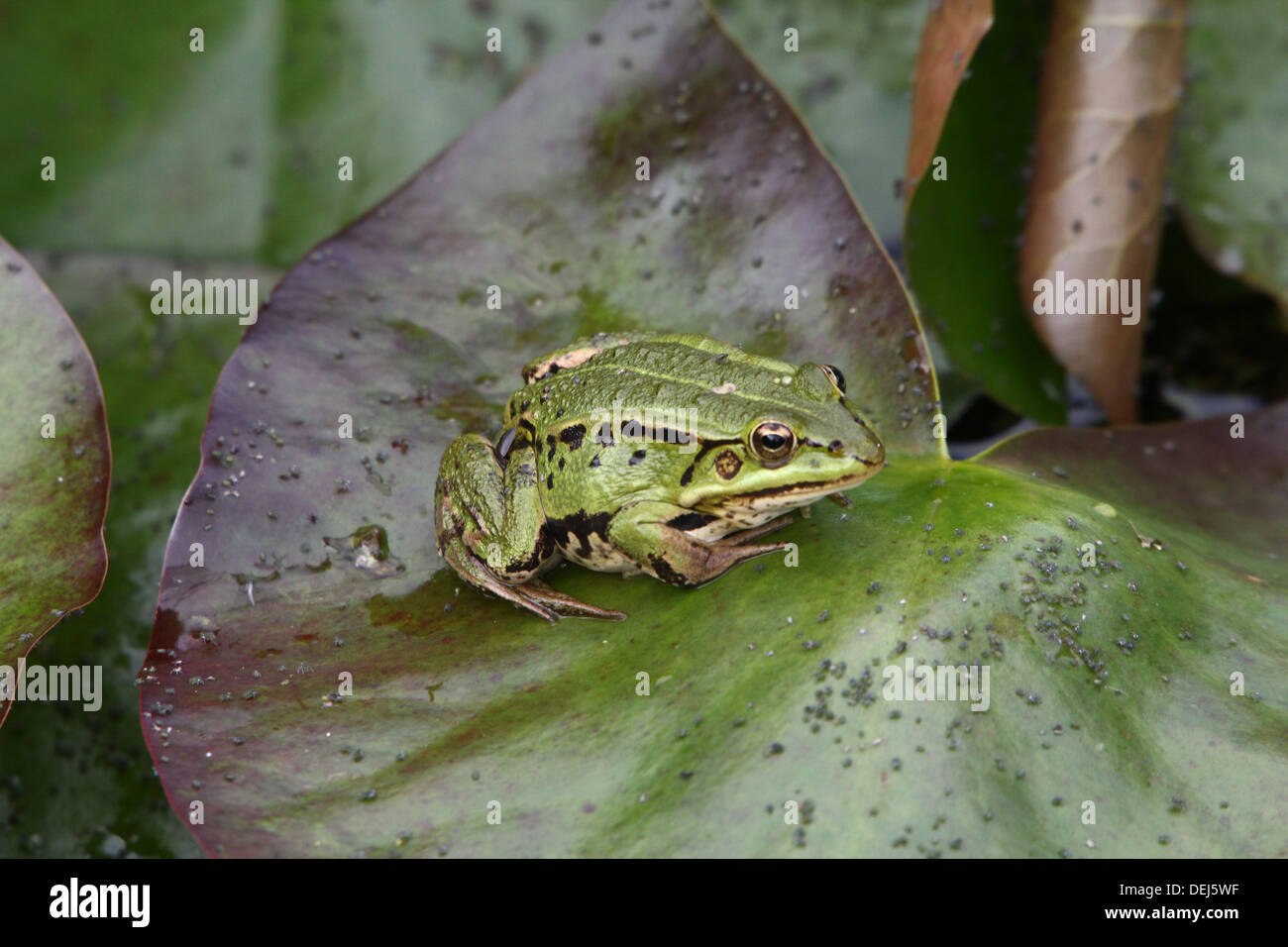 Close-up of a Eurasian Marsh Frog (Pelophylax ridibundus) posing on water lily leaf Stock Photo