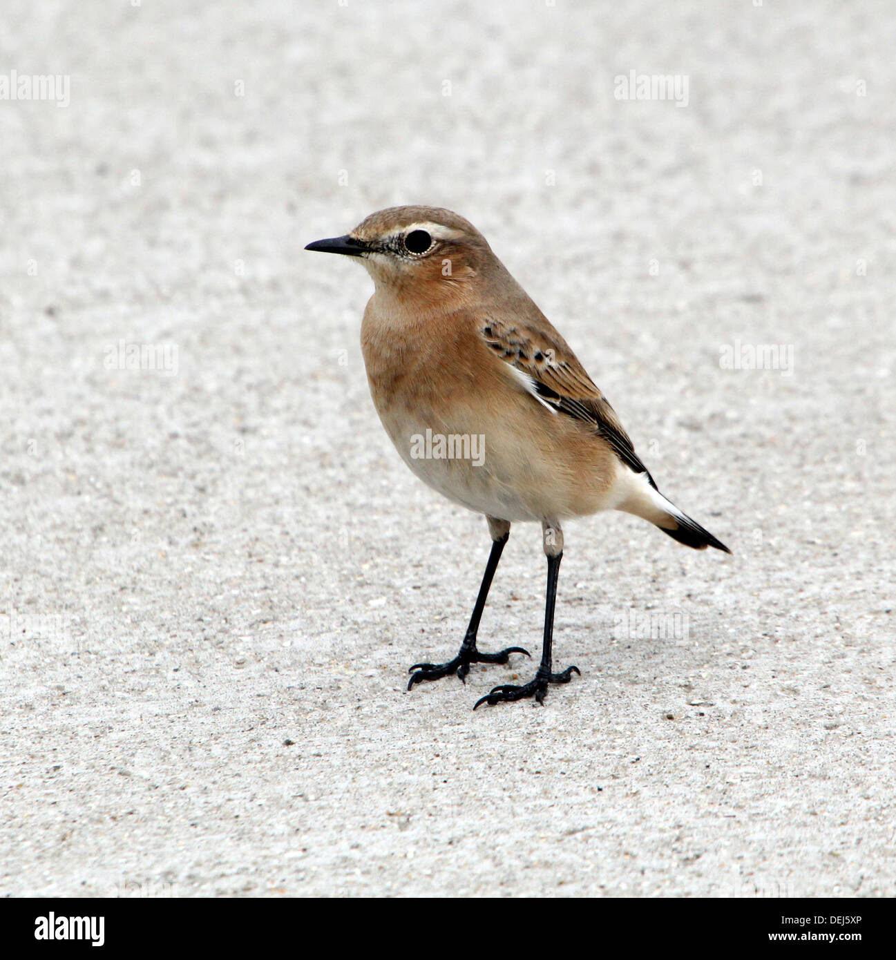 Female Northern Wheatear (Oenanthe Oenanthe) posing on the pavement Stock Photo