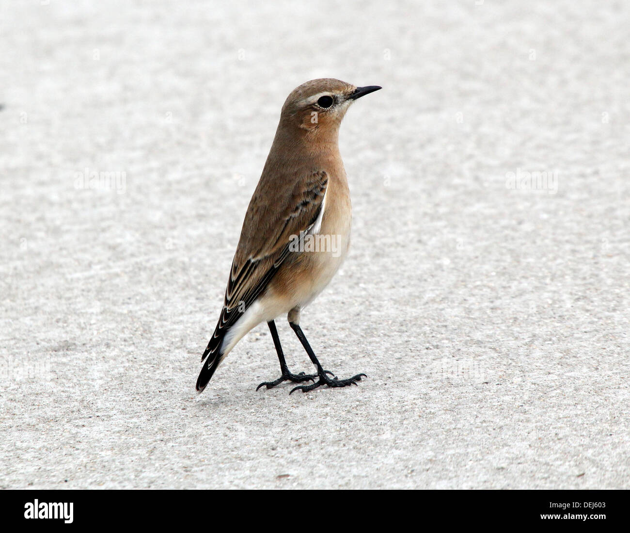 Female Northern Wheatear (Oenanthe Oenanthe) posing on the pavement Stock Photo