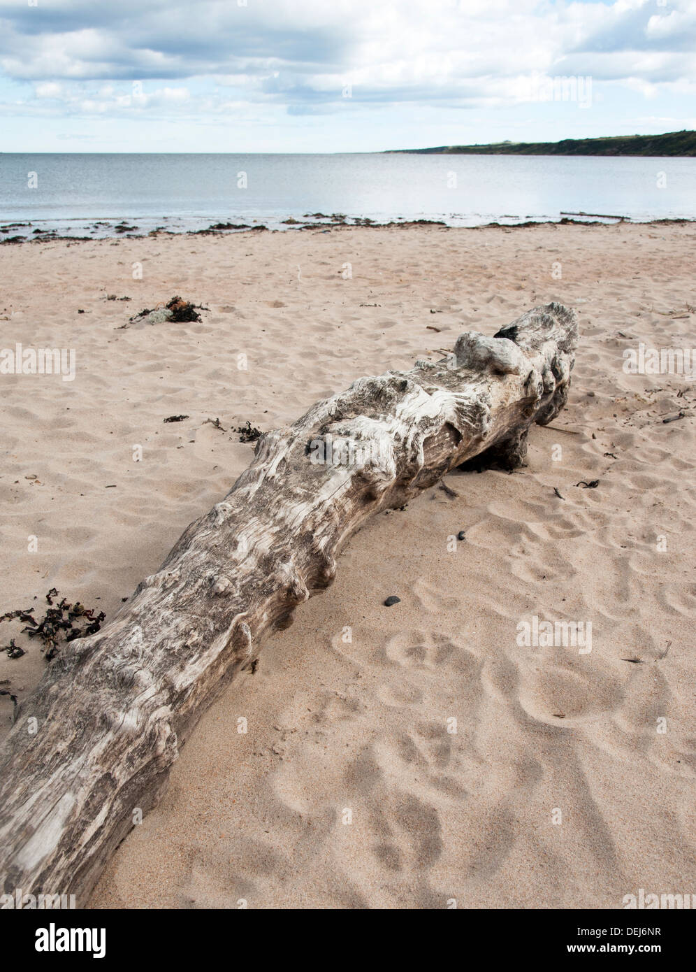 Driftwood tree on a sandy beach. Stock Photo