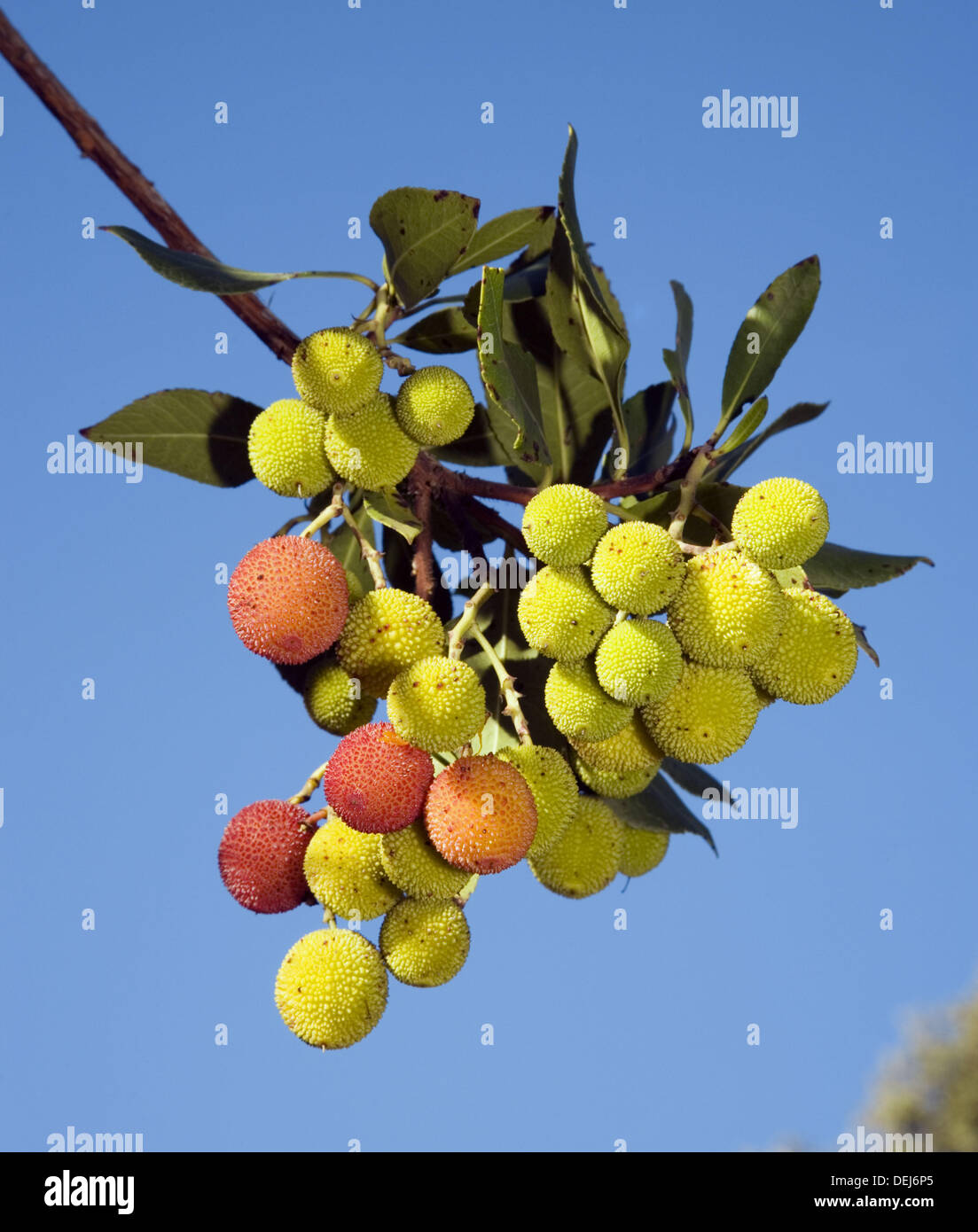 Strawberry tree fruits Stock Photo Alamy