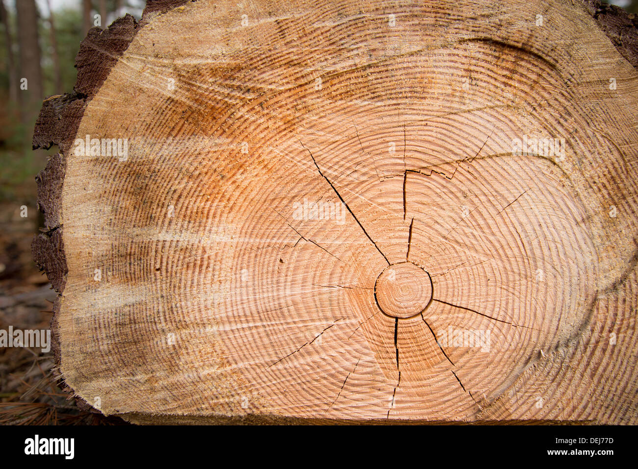 A cut wood log Stock Photo