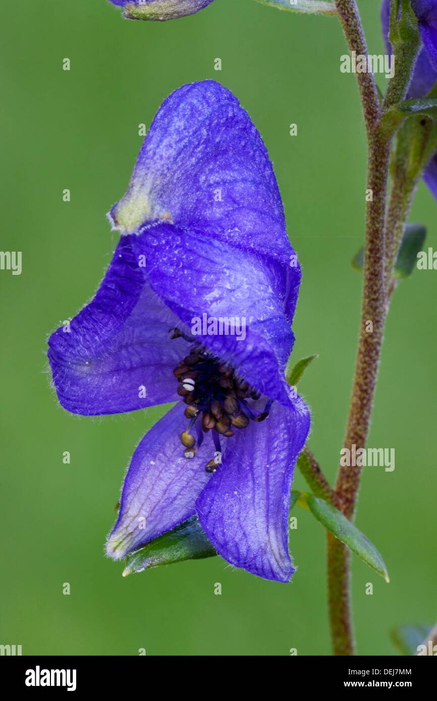 Wolf Bane High Resolution Stock Photography and Images - Alamy
