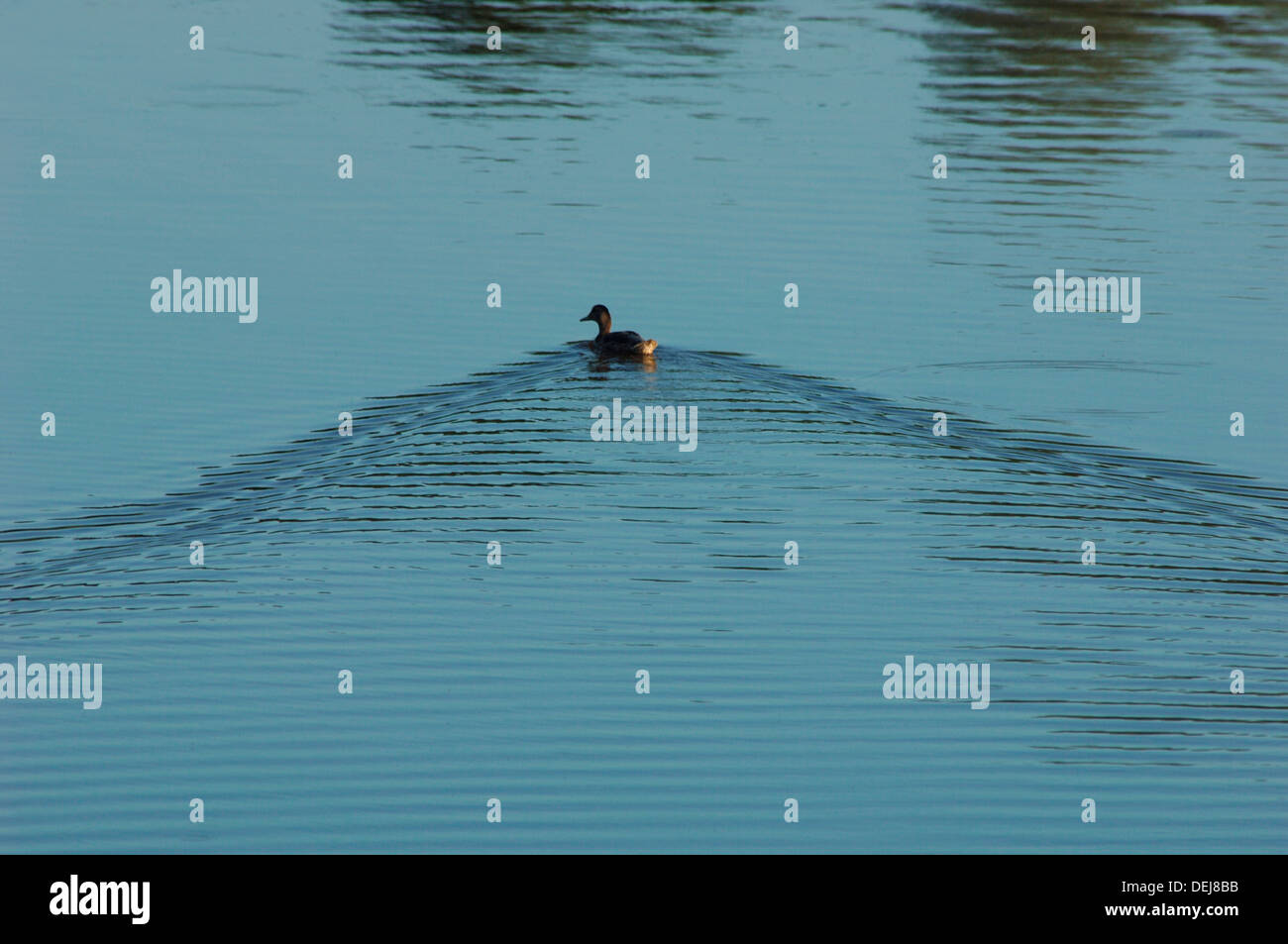 Female Mallard Duck (Anas platyrhynchos) On Tittisworth Reservoir Stock Photo