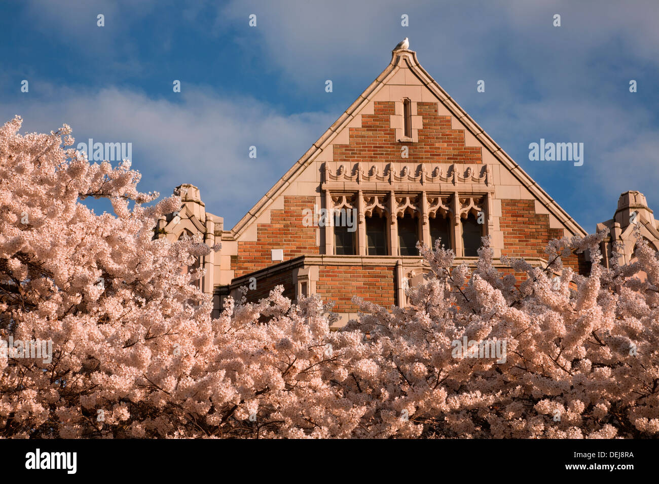 WASHINGTON - Cherry trees in bloom in the Quad of the University of Washington in Seattle. Stock Photo