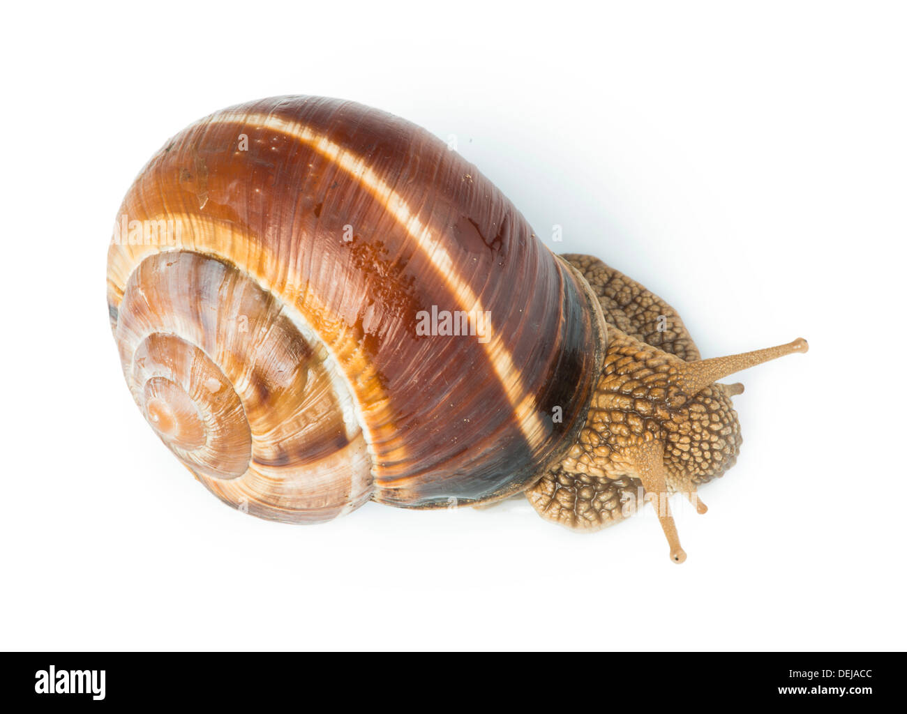 White isolated snail. Studio shot Stock Photo