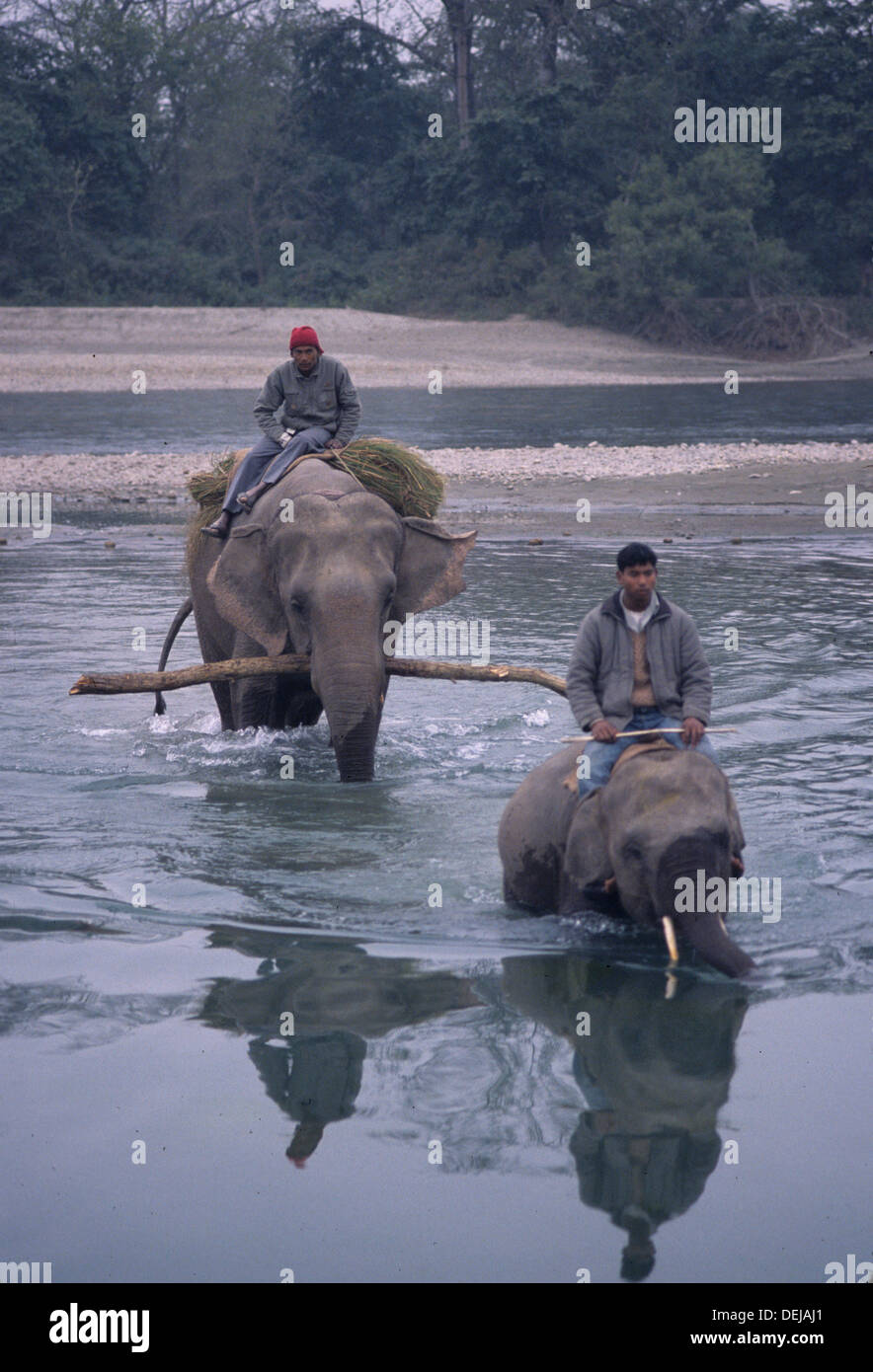 elephant, nepal, jungle, wildlife, asia Stock Photo Alamy