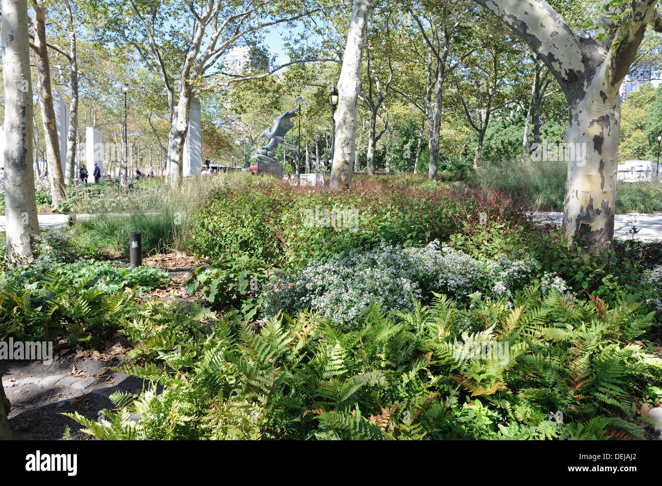 Historic Battery Park, planted with Dryopteris autumnalis (autumn ferns), Eurybia (white wood asters) and Virginia jumpseed. Stock Photo