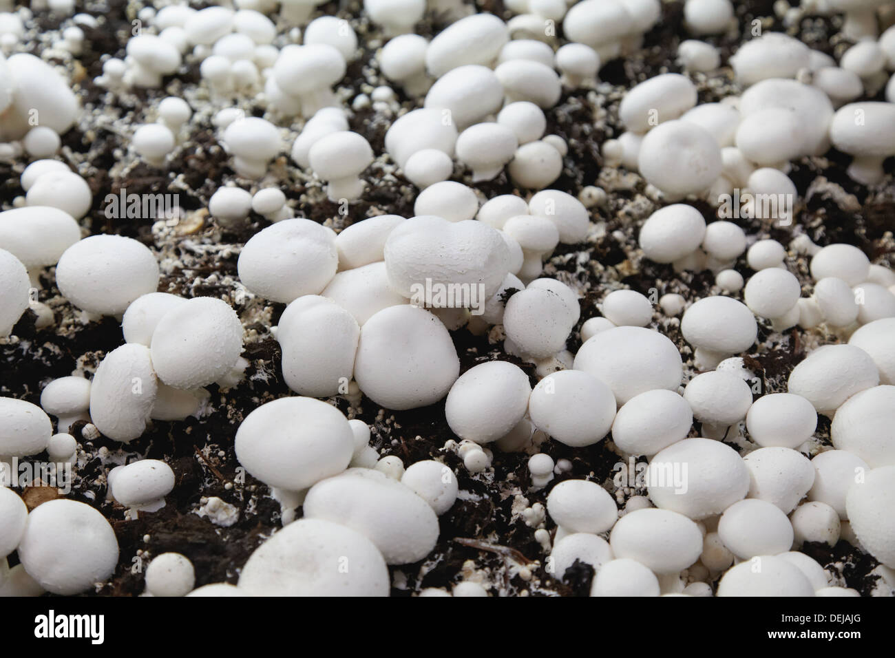agaricus bisporus cultivation