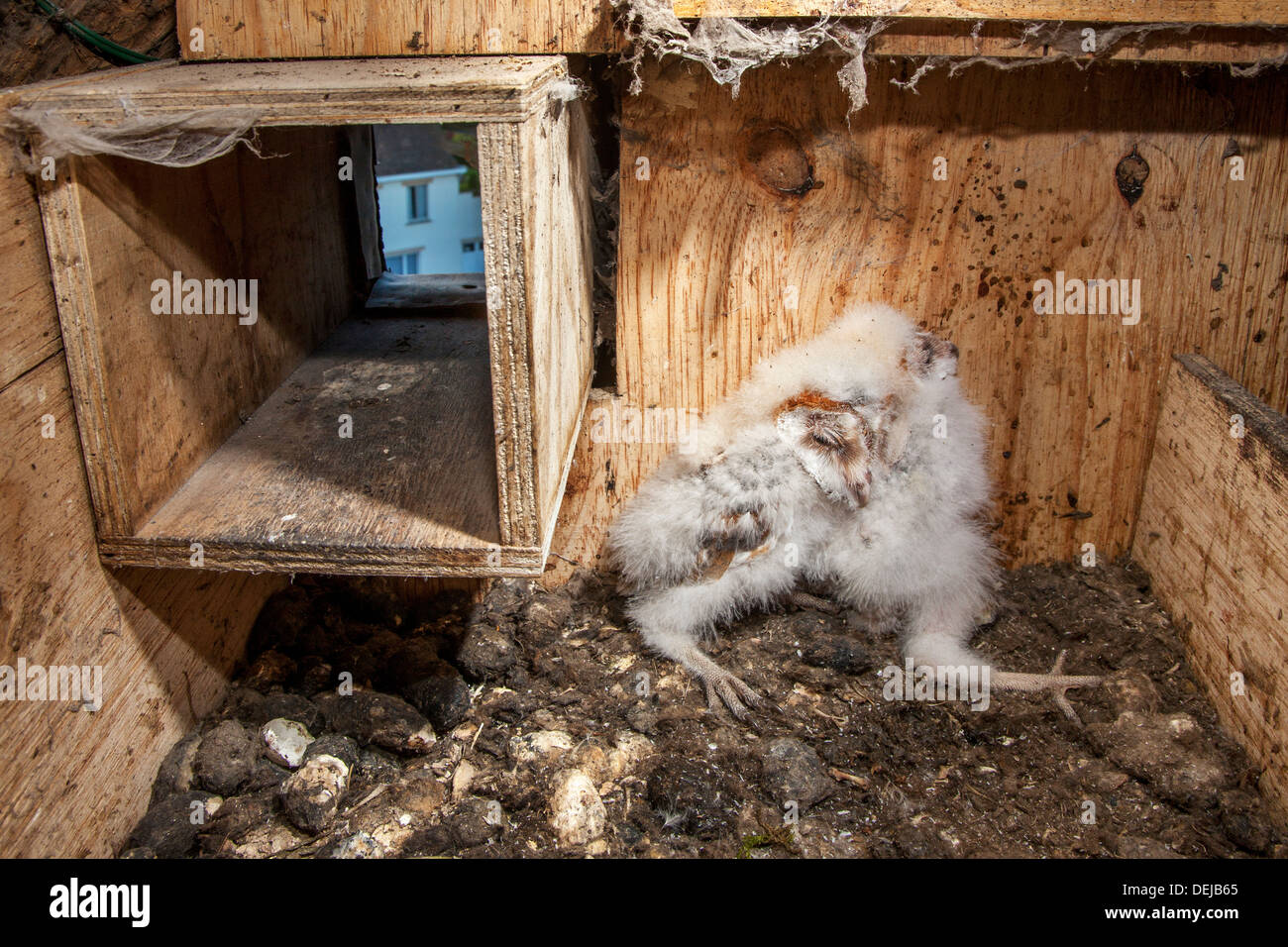 Barn owl (Tyto alba) owlets / chicks in opened wooden nestbox / nest box showing entrance hole Stock Photo